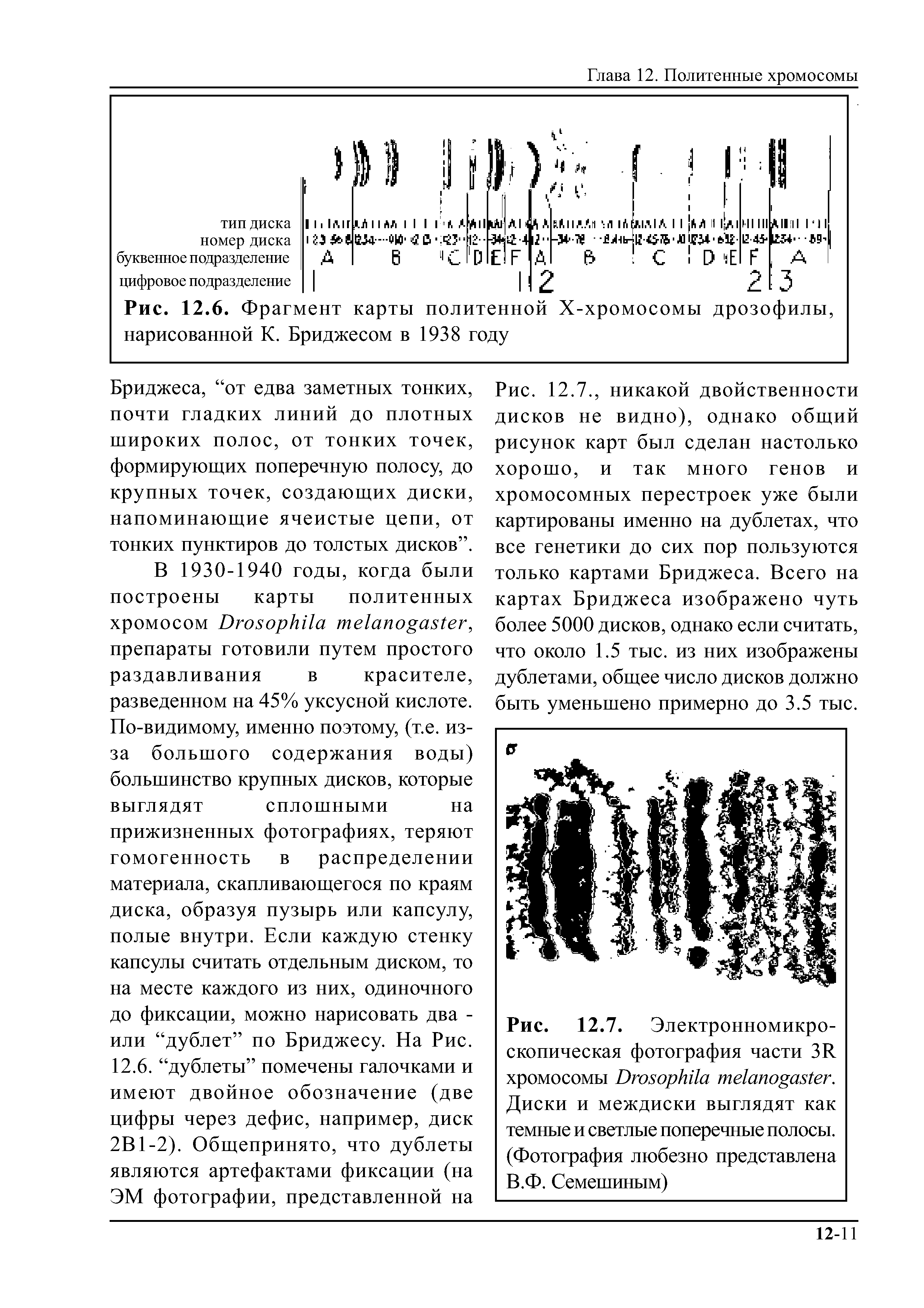 Рис. 12.7. Электронномикроскопическая фотография части 3R хромосомы D . Диски и междиски выглядят как темные и светлые поперечные полосы. (Фотография любезно представлена В.Ф. Семешиным)...