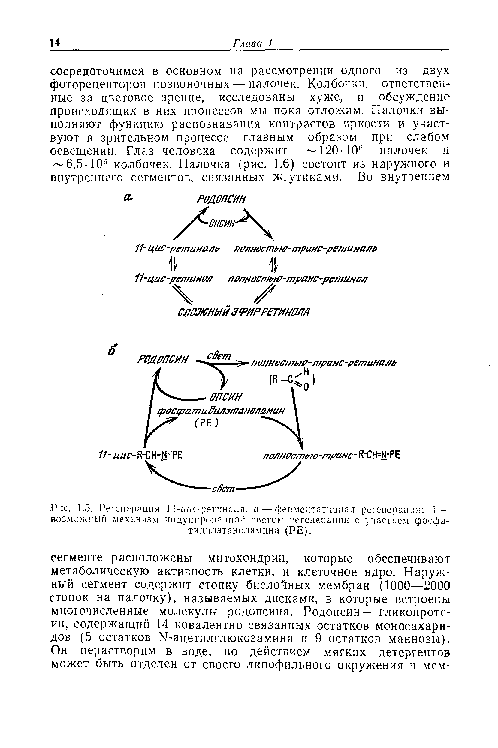 Рис. 1.5. Регенерация 1 1-<н/с-ретиналя. а — ферментативная регенерация о — возможный механизм индуцированной светом регенерации с участием фосфа-тиднлэтанолампна (РЕ).