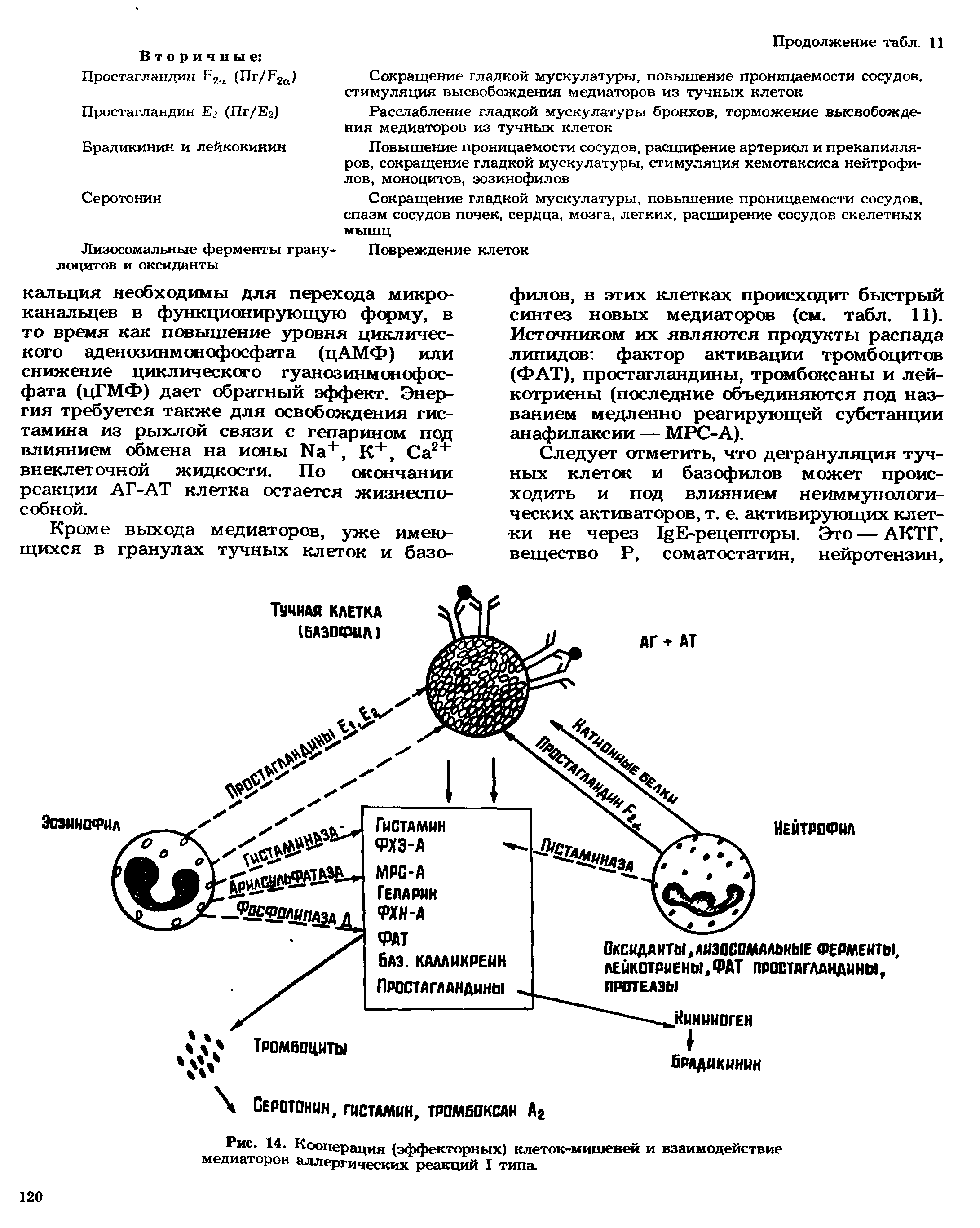 Рис. 14. Кооперация (эффекторных) клеток-мишеней и взаимодействие медиаторов аллергических реакций I типа.