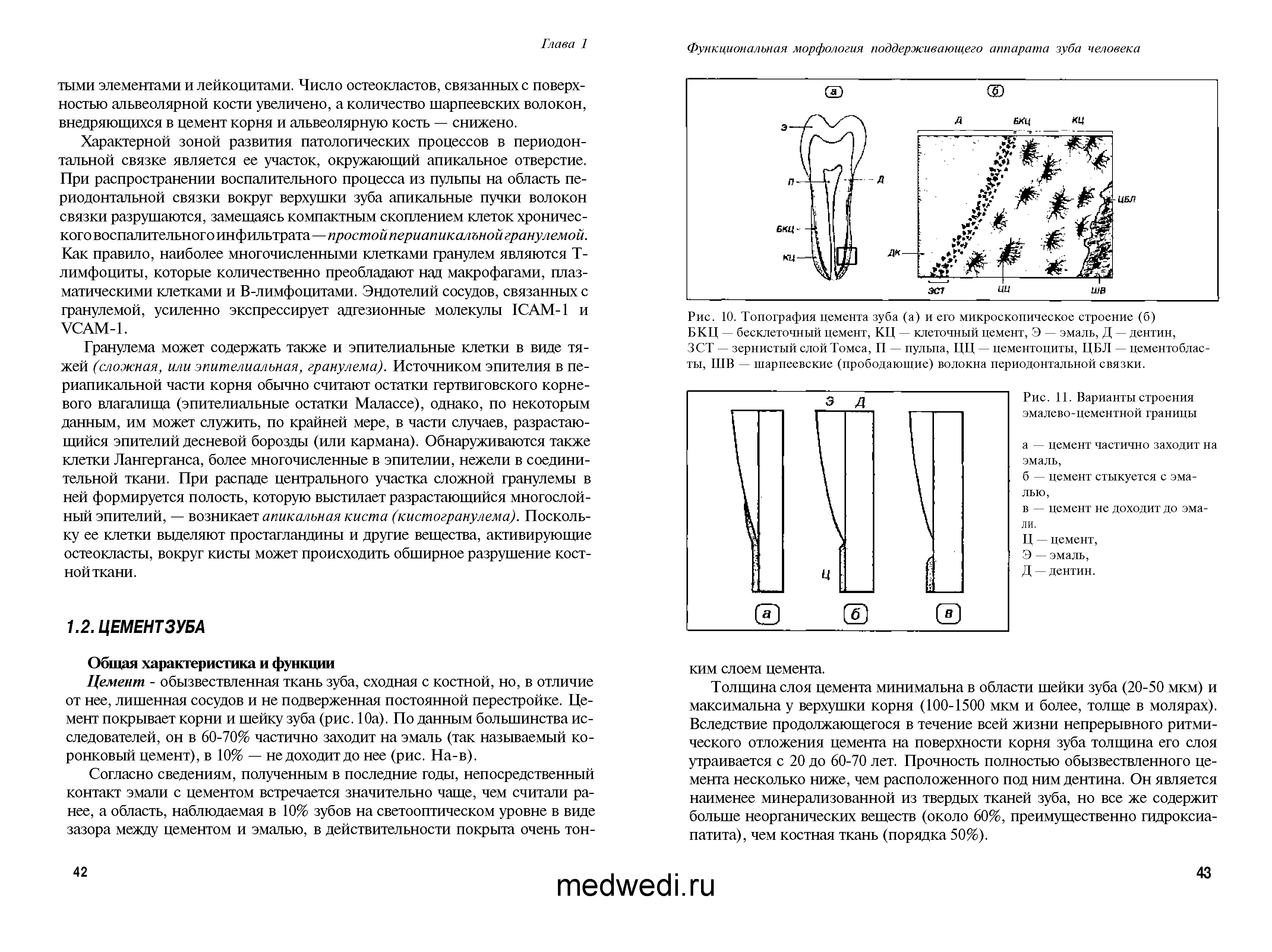 Рис. 10. Топография цемента зуба (а) и его микроскопическое строение (б) БКЦ — бесклеточный цемент, КЦ — клеточный цемент, Э — эмаль, Д — дентин,...