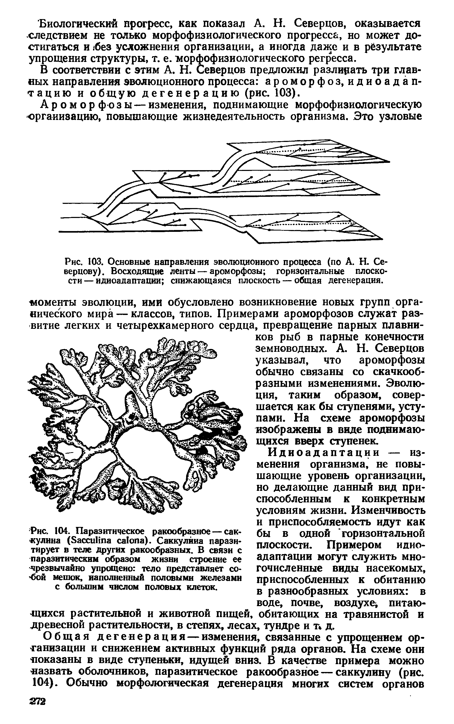 Рис. 103. Основные направления эволюционного процесса (по А. Н. Се-верцову). Восходящие ленты — ароморфозы горизонтальные плоскости — идиоадаптации снижающаяся плоскость — общая дегенерация.