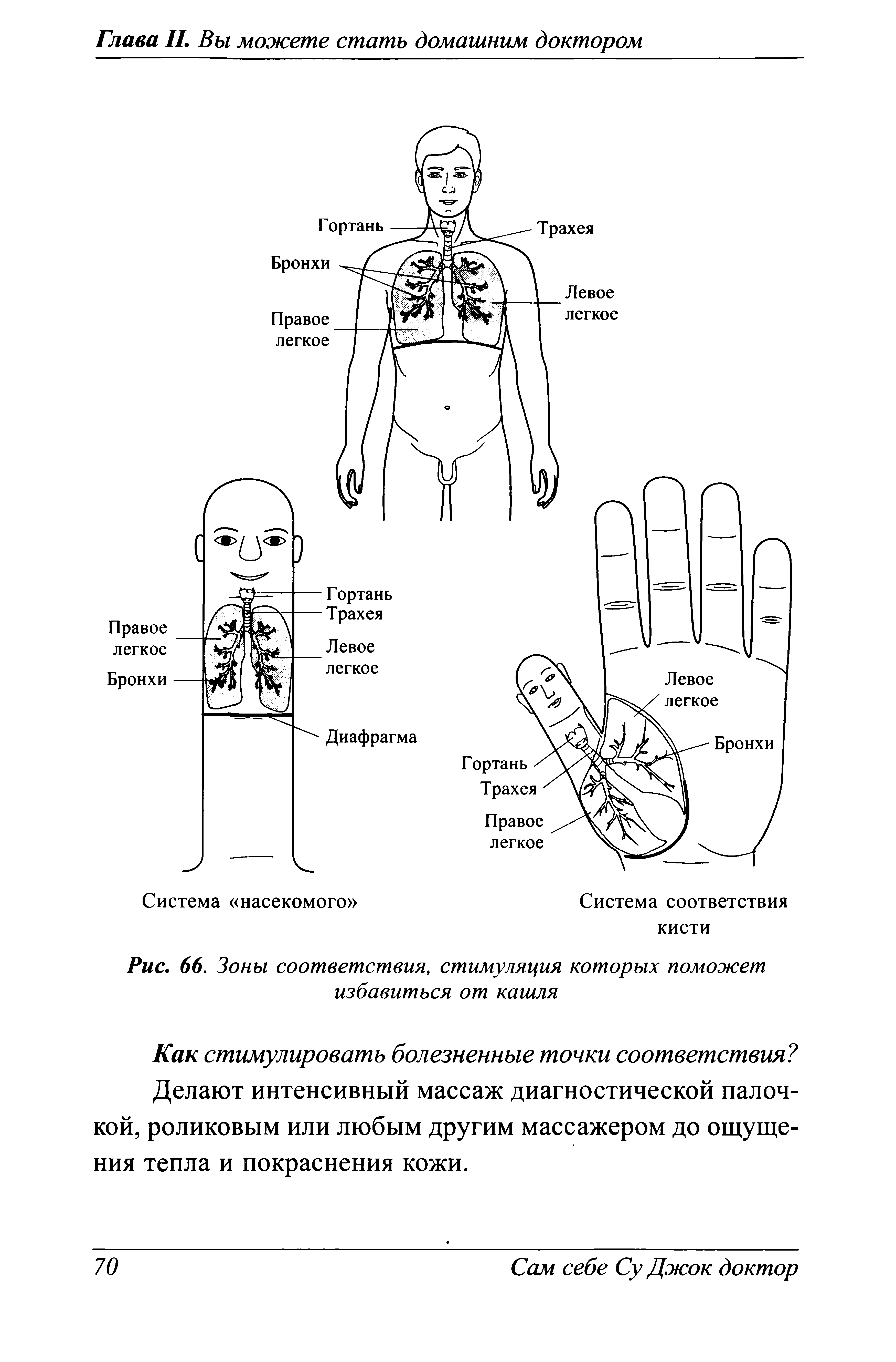 Рис. 66. Зоны соответствия, стимуляция которых поможет избавиться от кашля...