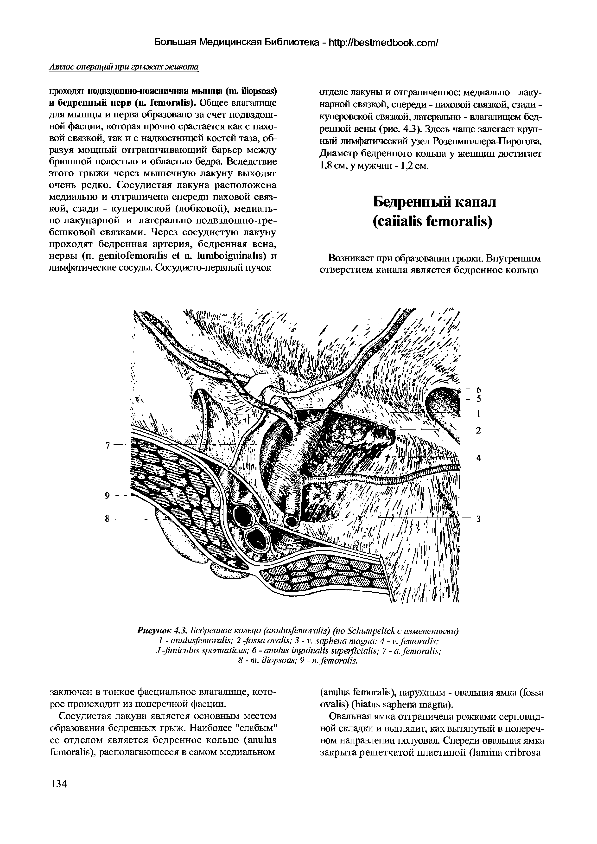 Рисунок 4.3. Бедренное кольцо ( ) (по S с изменениями) 1 - 2 - 3 - . 4 - . J - 6 - 7 - . ...