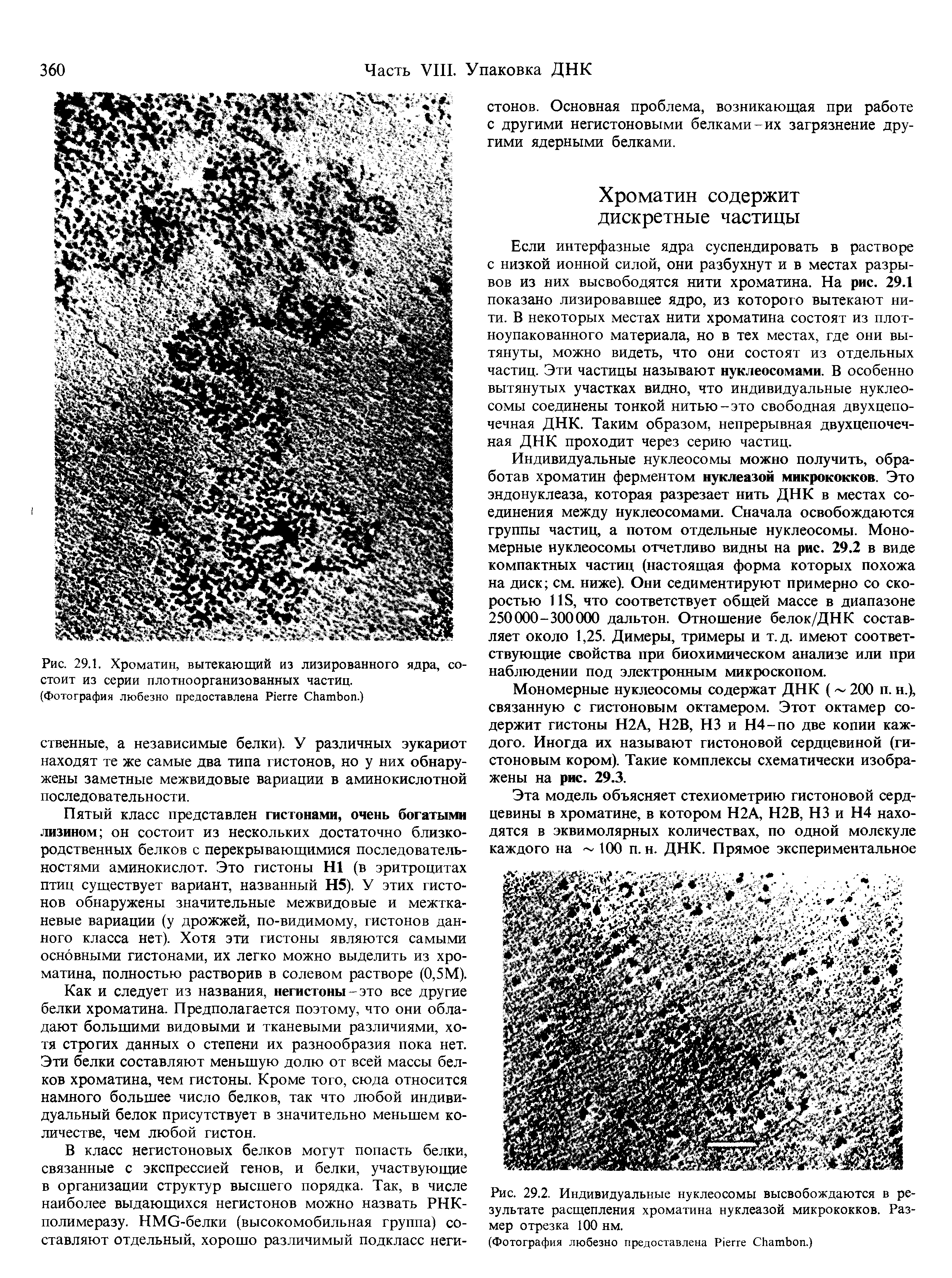 Рис. 29.2. Индивидуальные нуклеосомы высвобождаются в результате расщепления хроматина нуклеазой микрококков. Размер отрезка 100 нм.