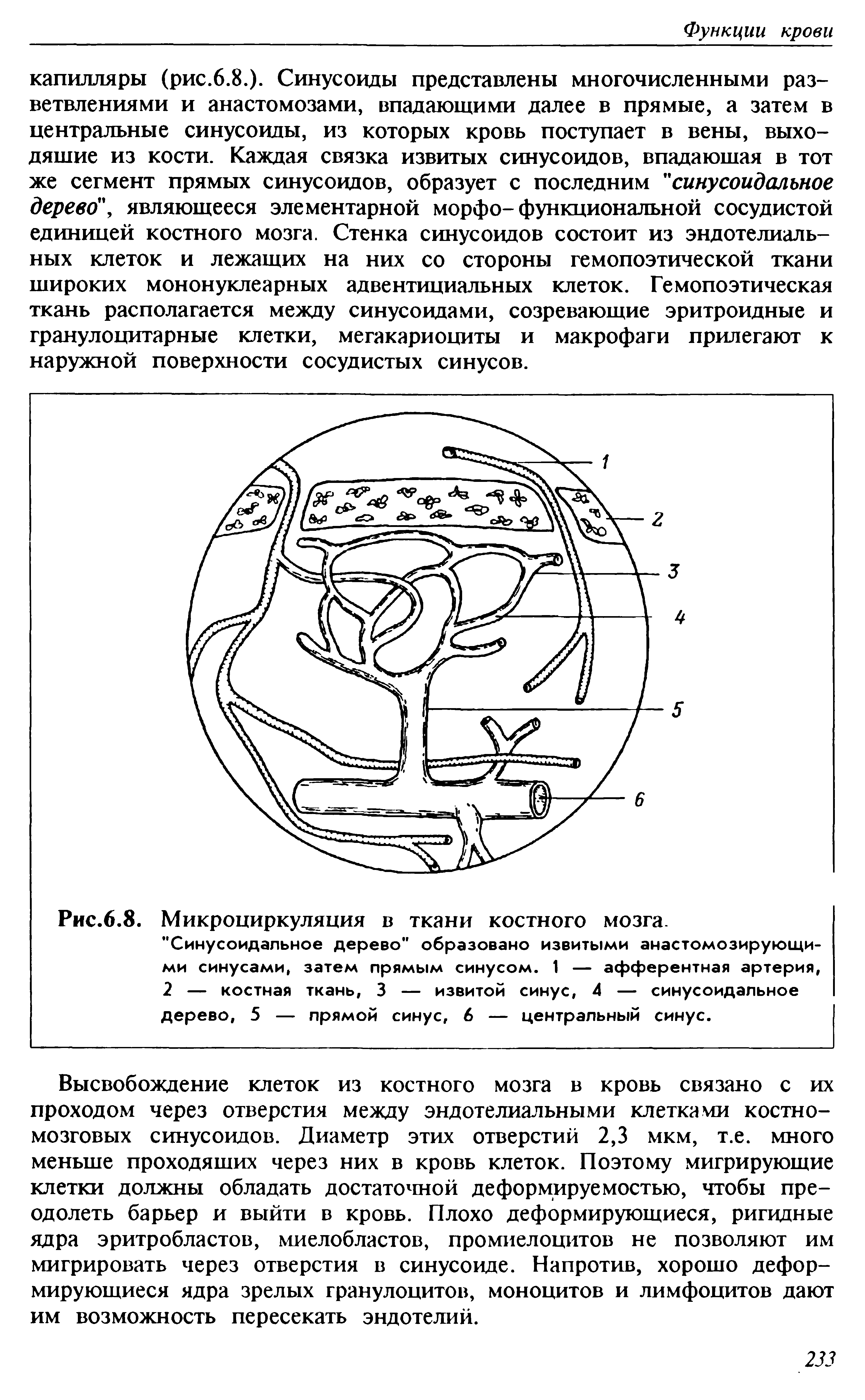 Рис.6.8. Микроциркуляция в ткани костного мозга. "Синусоидальное дерево" образовано извитыми анастомозирующими синусами, затем прямым синусом. 1 — афферентная артерия, 2 — костная ткань, 3 — извитой синус, 4 — синусоидальное дерево, 5 — прямой синус, 6 — центральный синус.