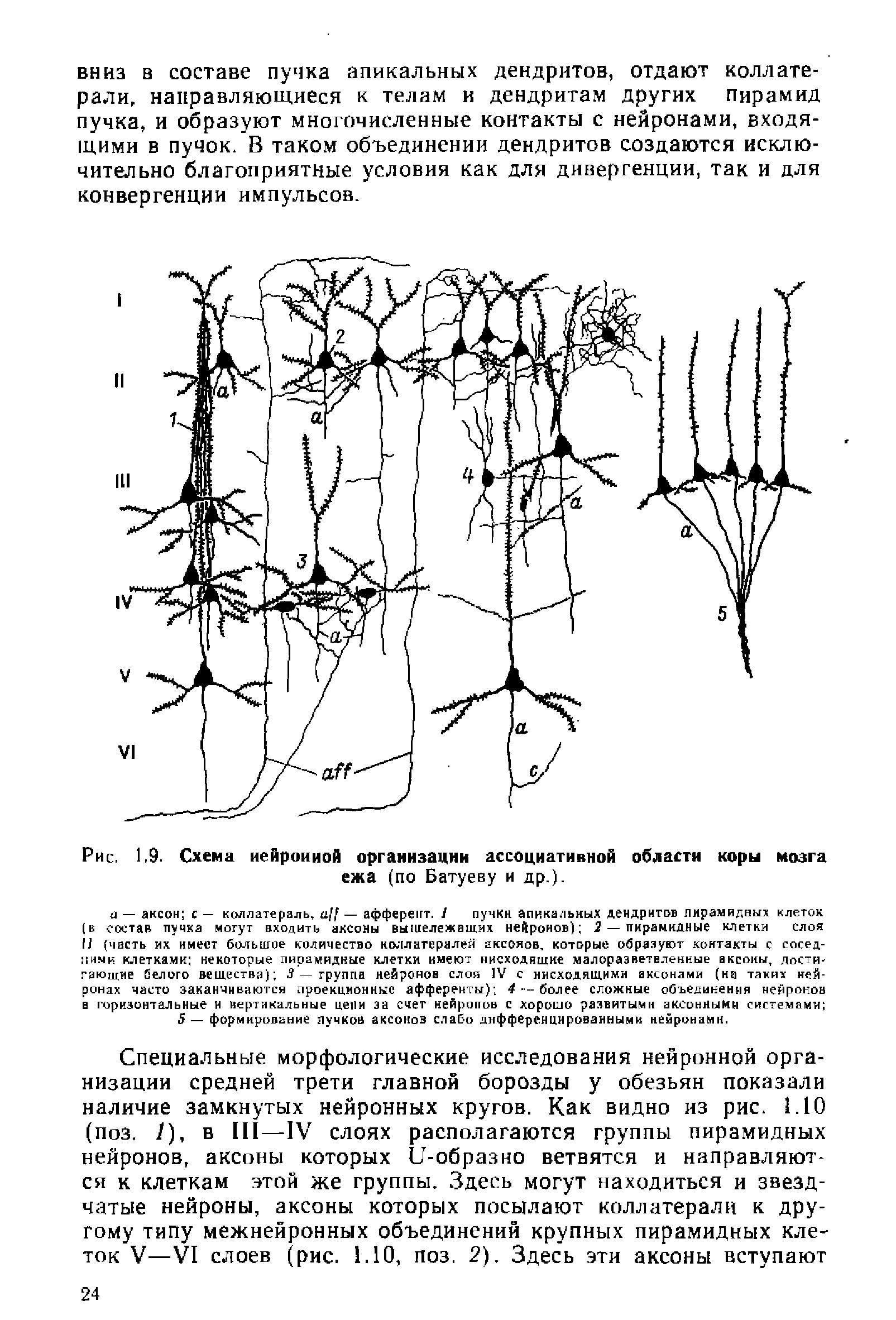 Рис. 1.9. Схема нейронной организации ассоциативной области коры мозга ежа (по Батуеву и др.).