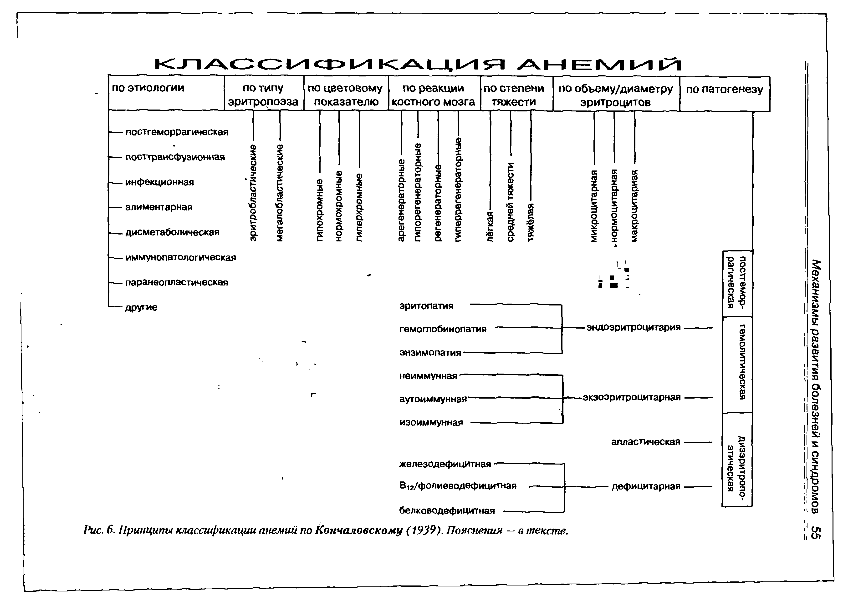 Рис. 6. Принципы классификации анемий по Кончаловскому (1939). Пояснения — в тексте.