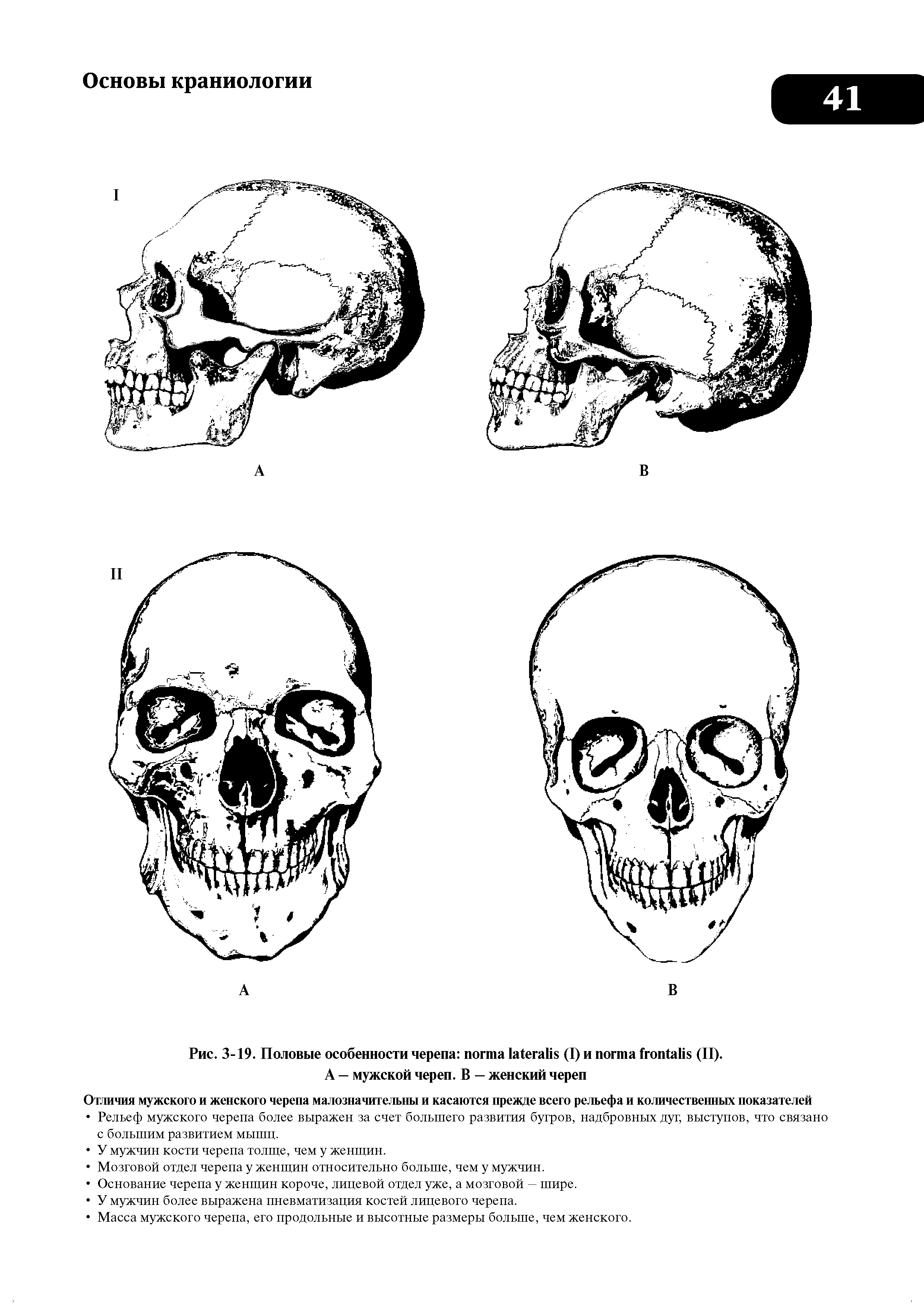 Рис. 3-19. Половые особенности черепа (I) и (II).
