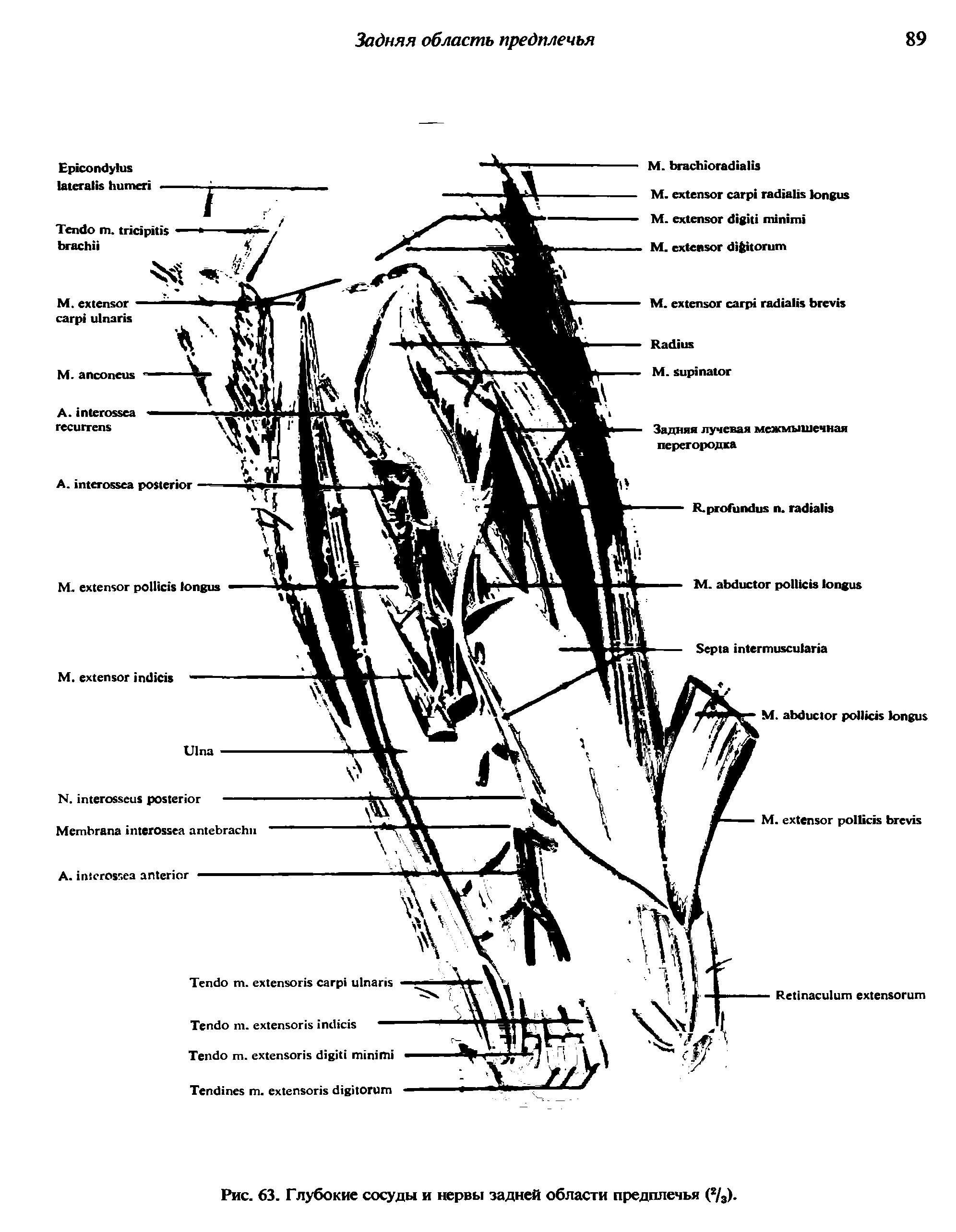 Рис. 63. Глубокие сосуды и нервы задней области предплечья (г/3).
