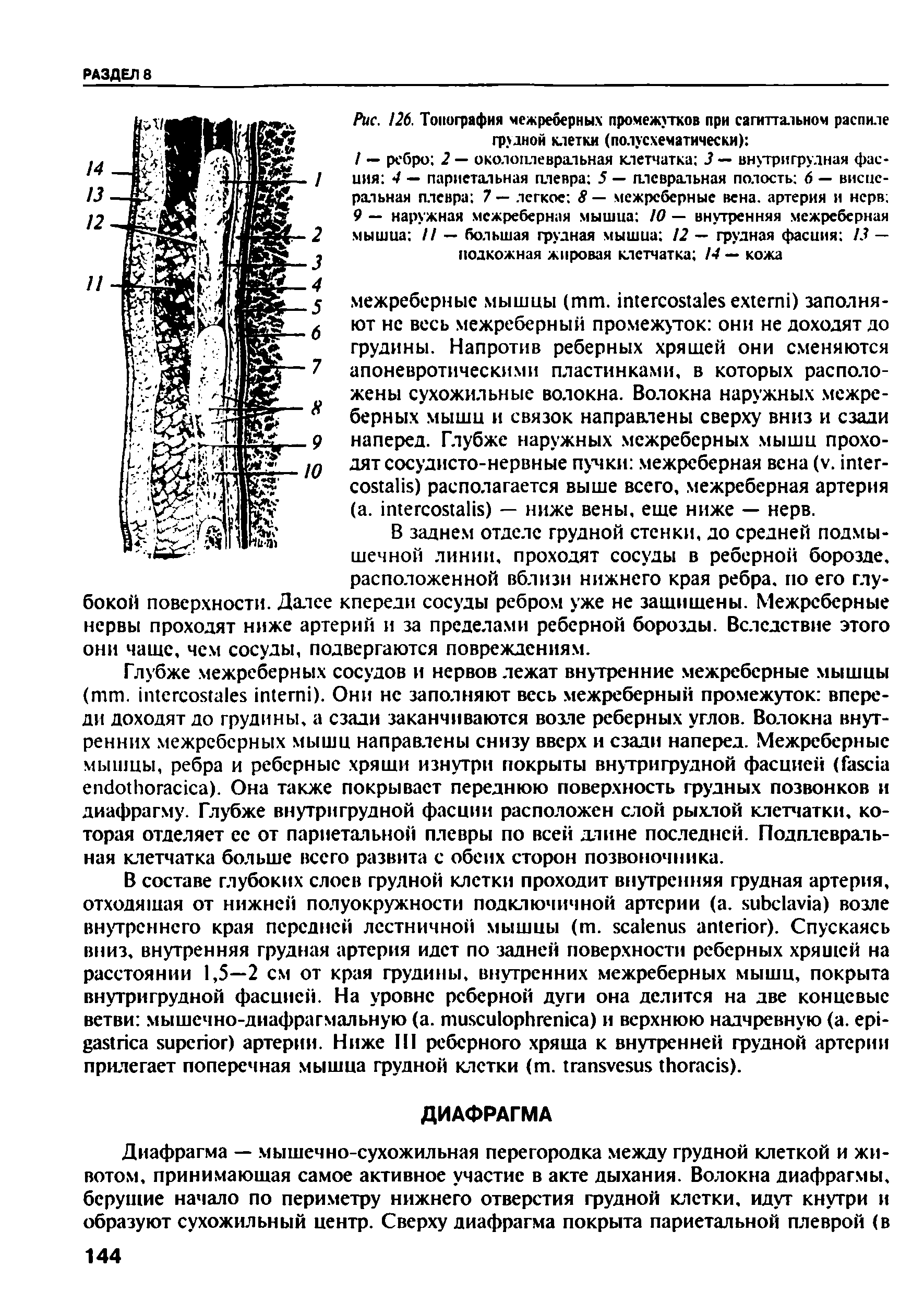 Рис. 126. Топография межреберных промежутков при сагиттальном распиле грудной клетки (полусхематически) ...