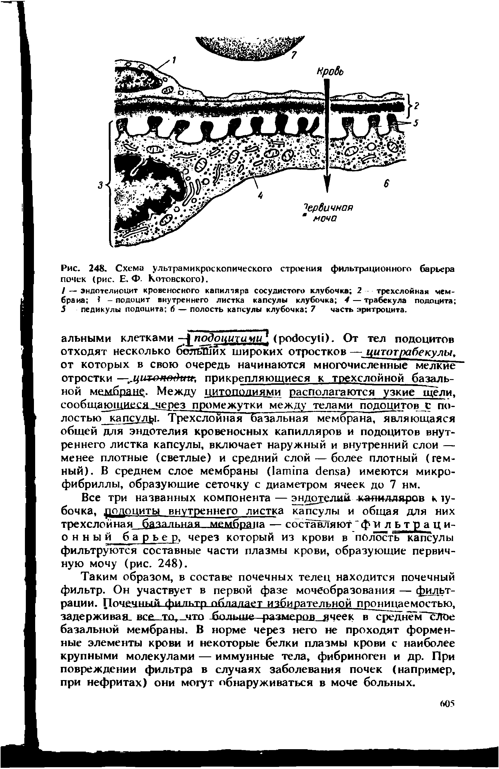 Рис. 248. Схема ультрамикроскопического строения фильтрационного барьера почек (рис. Е. Ф- Котовского).