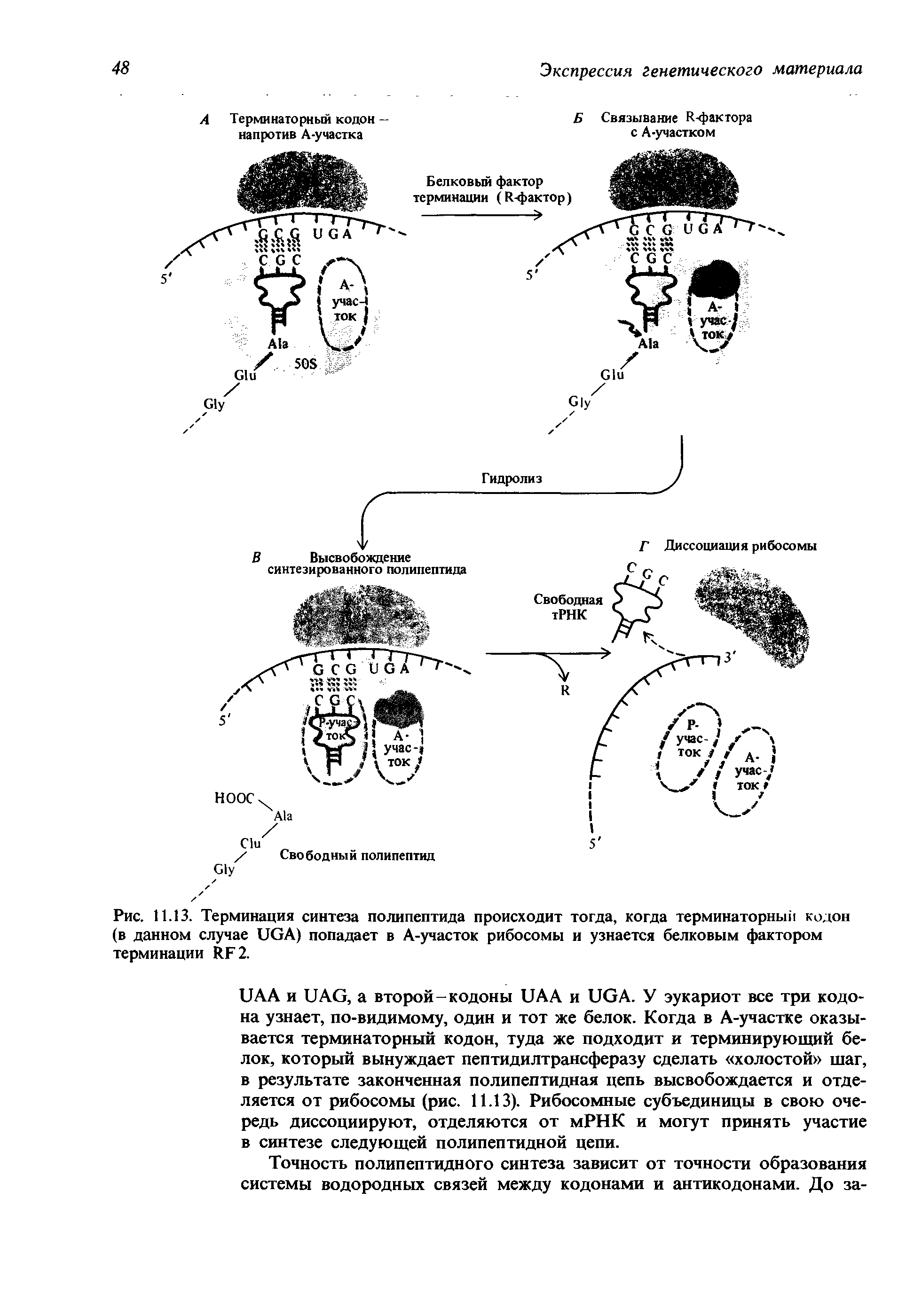 Рис. 11.13. Терминация синтеза полипептида происходит тогда, когда терминаторный кодон (в данном случае UGA) попадает в A-участок рибосомы и узнается белковым фактором терминации RF2.