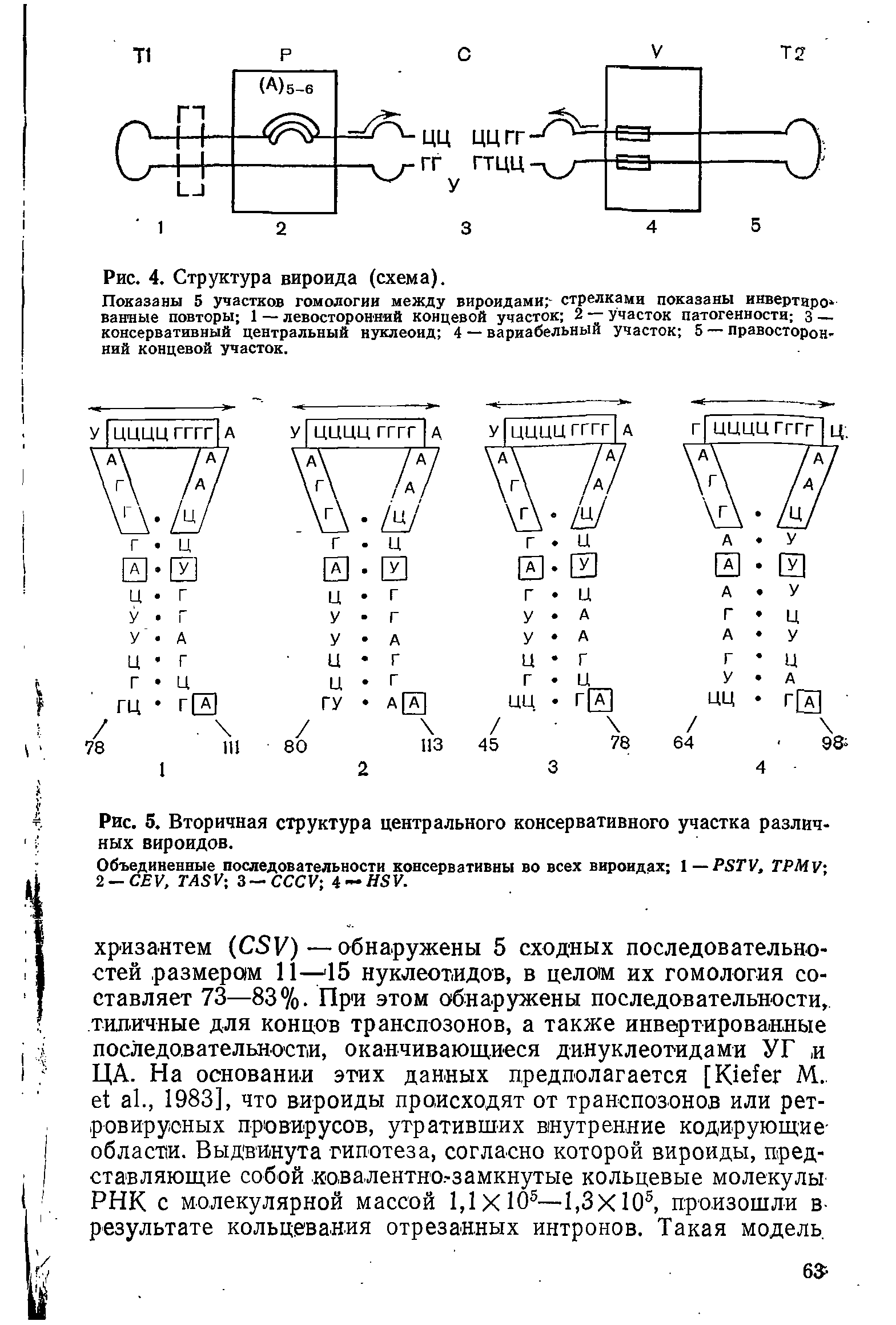 Рис. 5. Вторичная структура центрального консервативного участка различных вироидов.