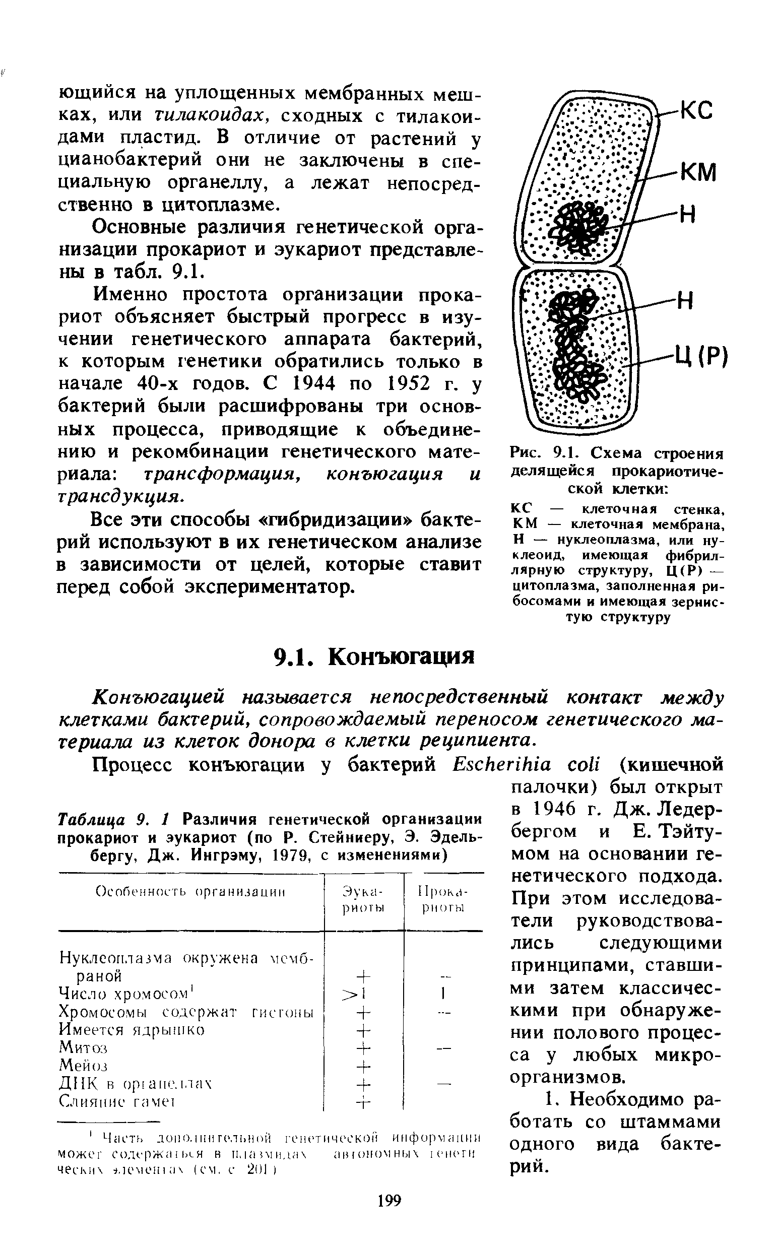 Таблица 9. 1 Различия генетической организации прокариот и эукариот (по Р. Стейниеру, Э. Эдель-бергу, Дж. Ингрэму, 1979, с изменениями)...