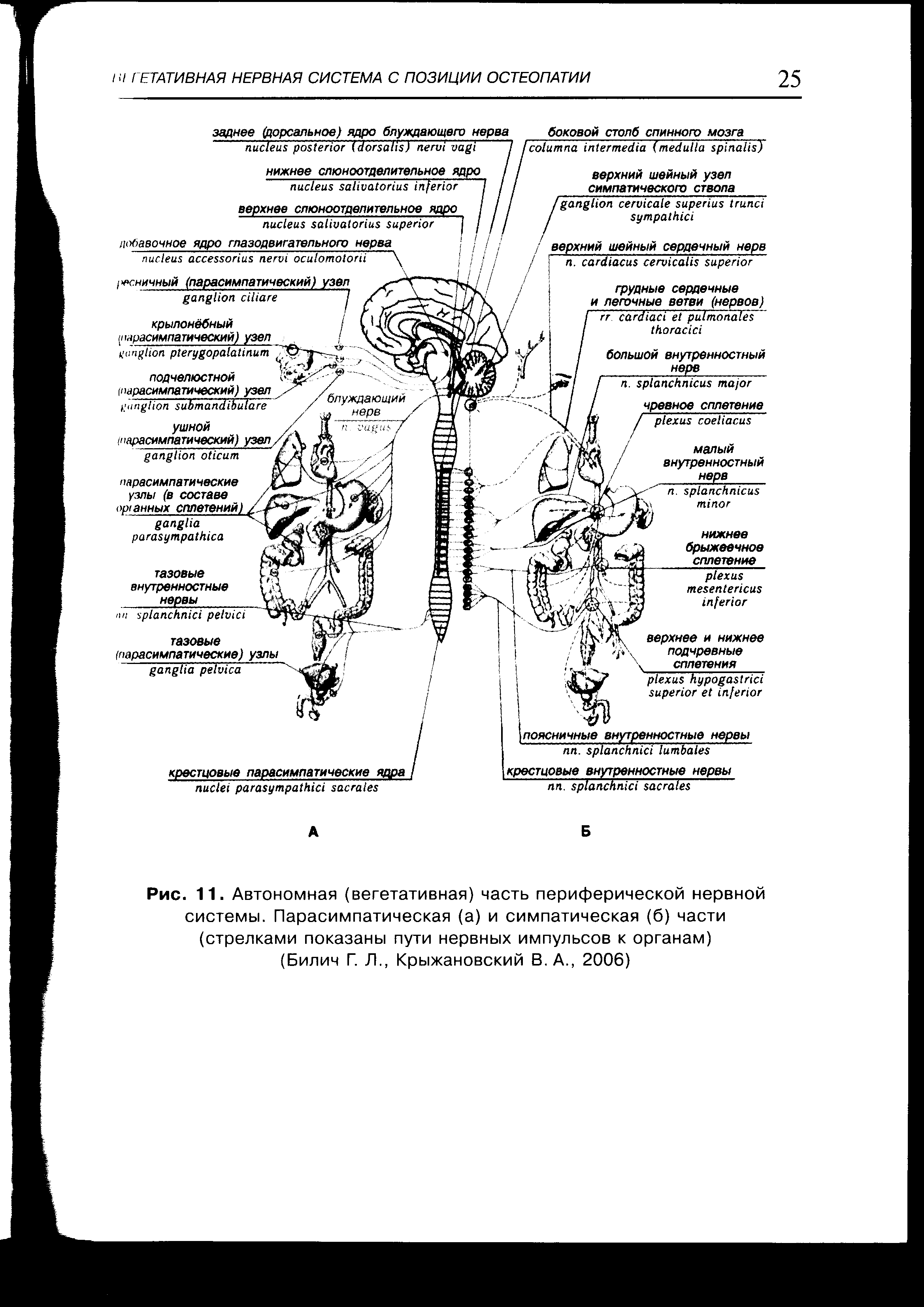 Рис. 11. Автономная (вегетативная) часть периферической нервной системы. Парасимпатическая (а) и симпатическая (б) части (стрелками показаны пути нервных импульсов к органам) (Билич Г. Л., Крыжановский В. А., 2006)...