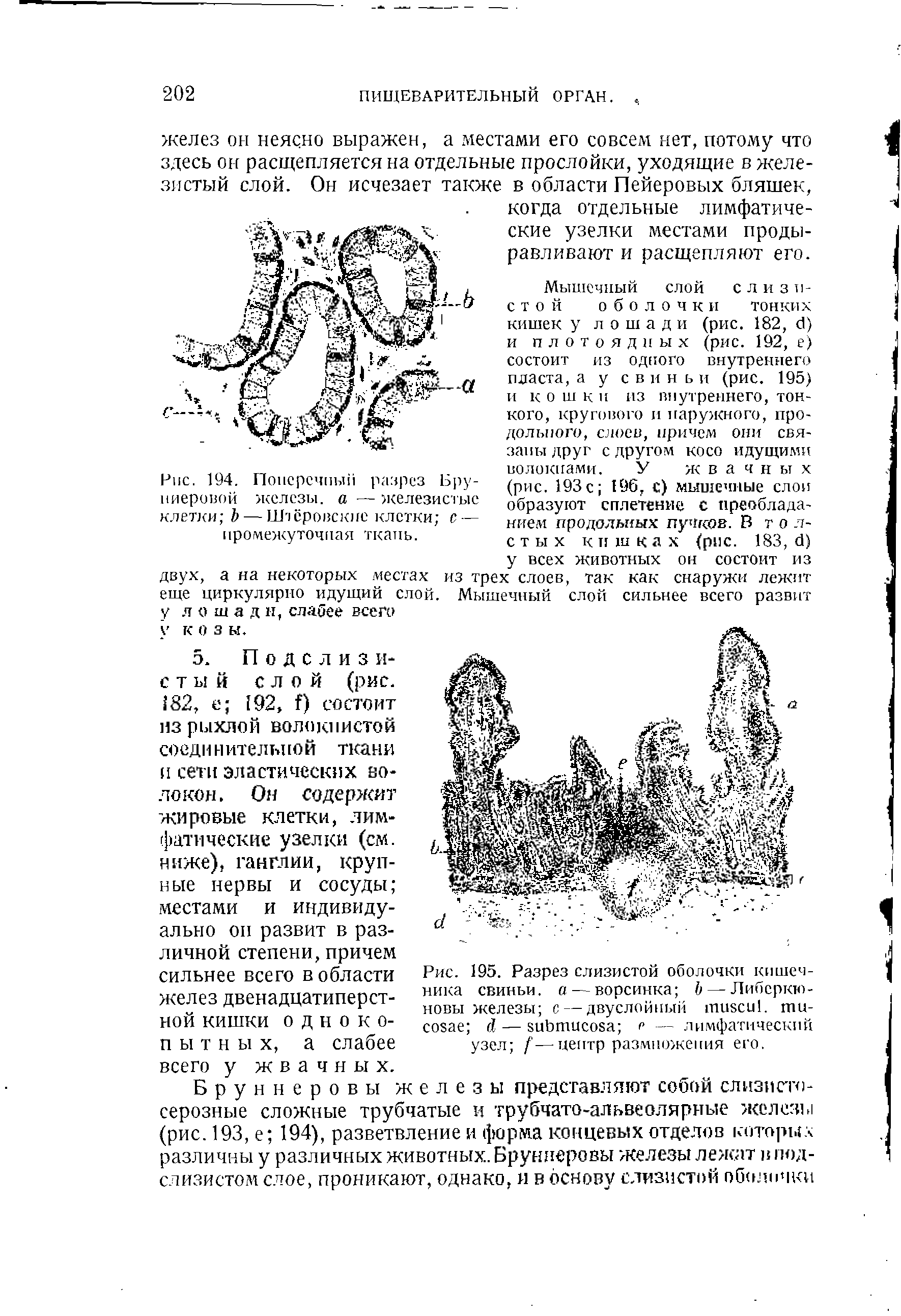 Рис. 195. Разрез слизистой оболочки кишечника свиньи, а — ворсинка — Либеркюновы железы с — двуслойный . — — лимфатический узел / —центр размножения его.