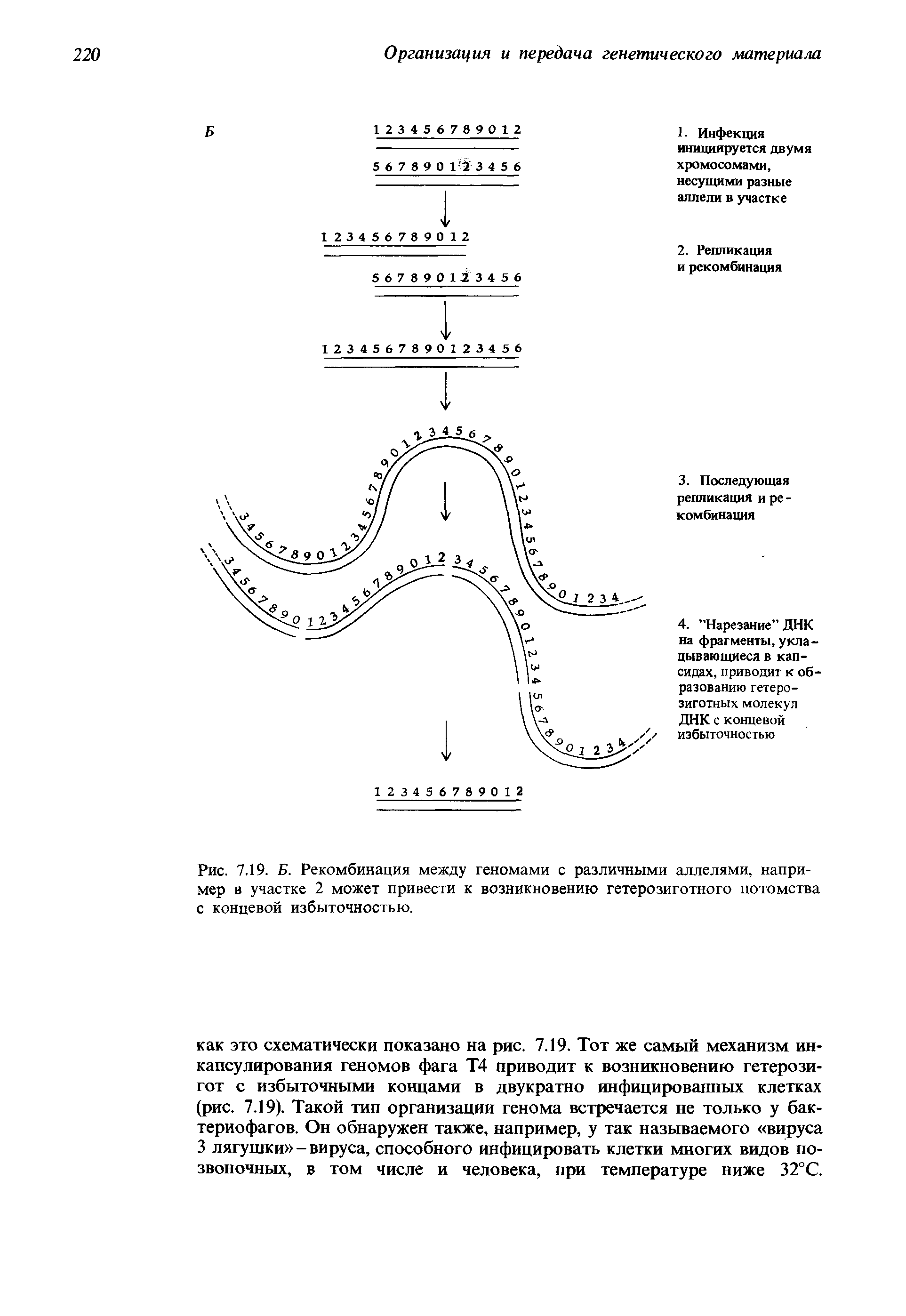 Рис. 7.19. Б. Рекомбинация между геномами с различными аллелями, например в участке 2 может привести к возникновению гетерозиготного потомства с концевой избыточностью.