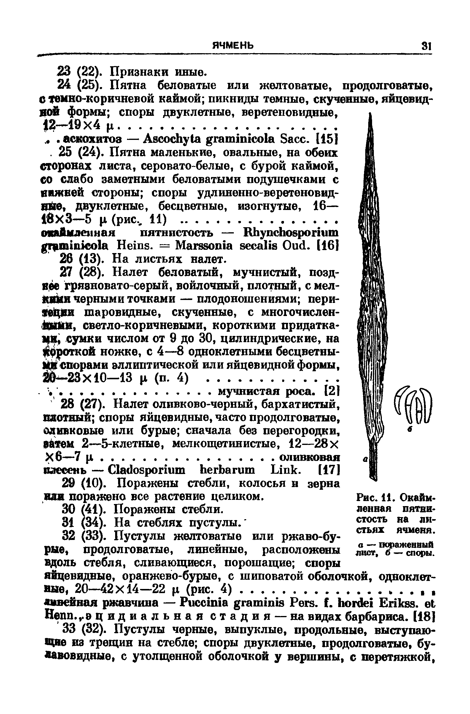 Рис. 11. Окаймленная пятнистость на листьях ячменя. а — поражеввый лист, б — споры.