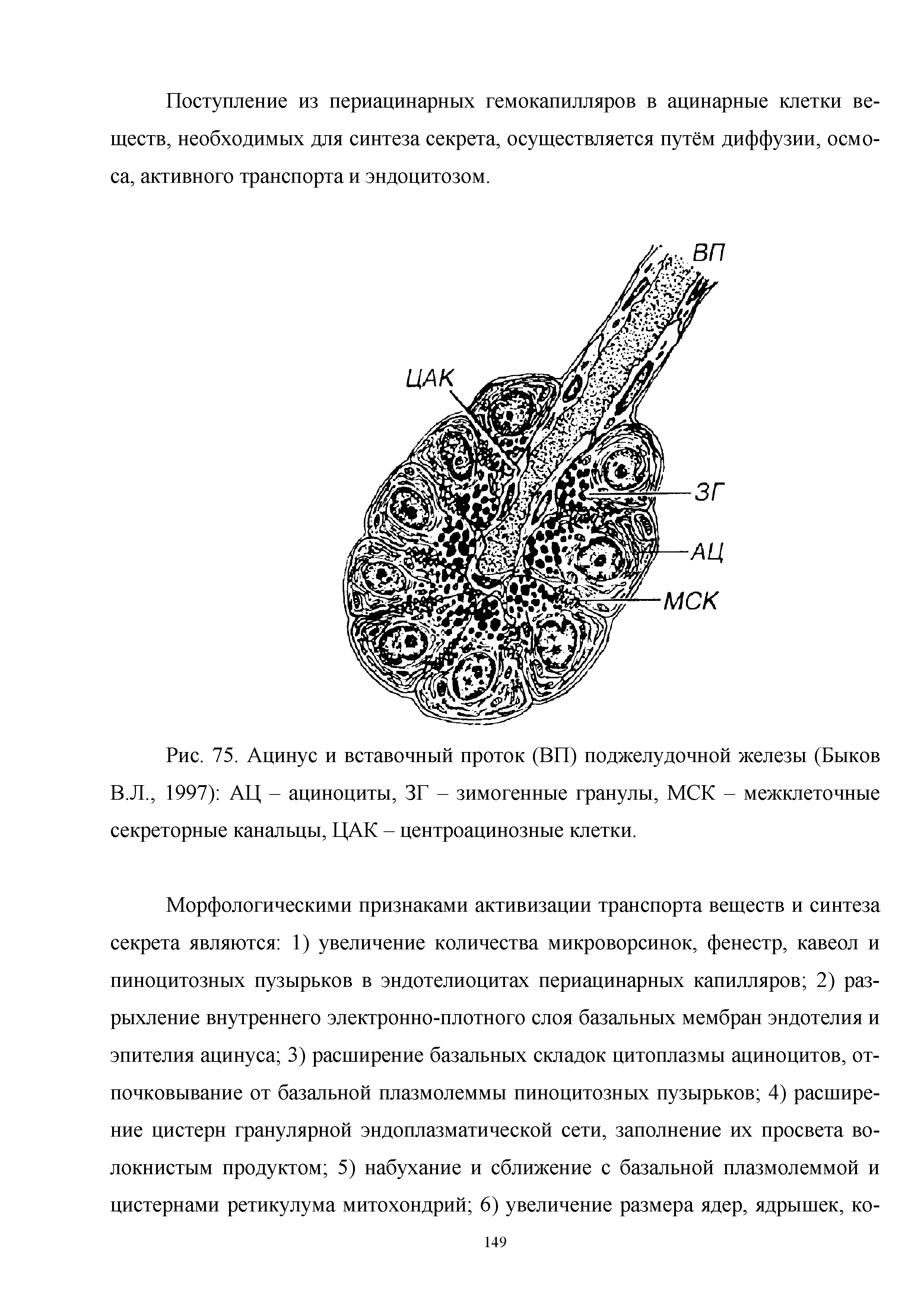 Рис. 75. Ацинус и вставочный проток (ВП) поджелудочной железы (Быков В.Л., 1997) АЦ - ациноциты, ЗГ - зимогенные гранулы, МСК - межклеточные секреторные канальцы, ЦАЕС - центроацинозные клетки.