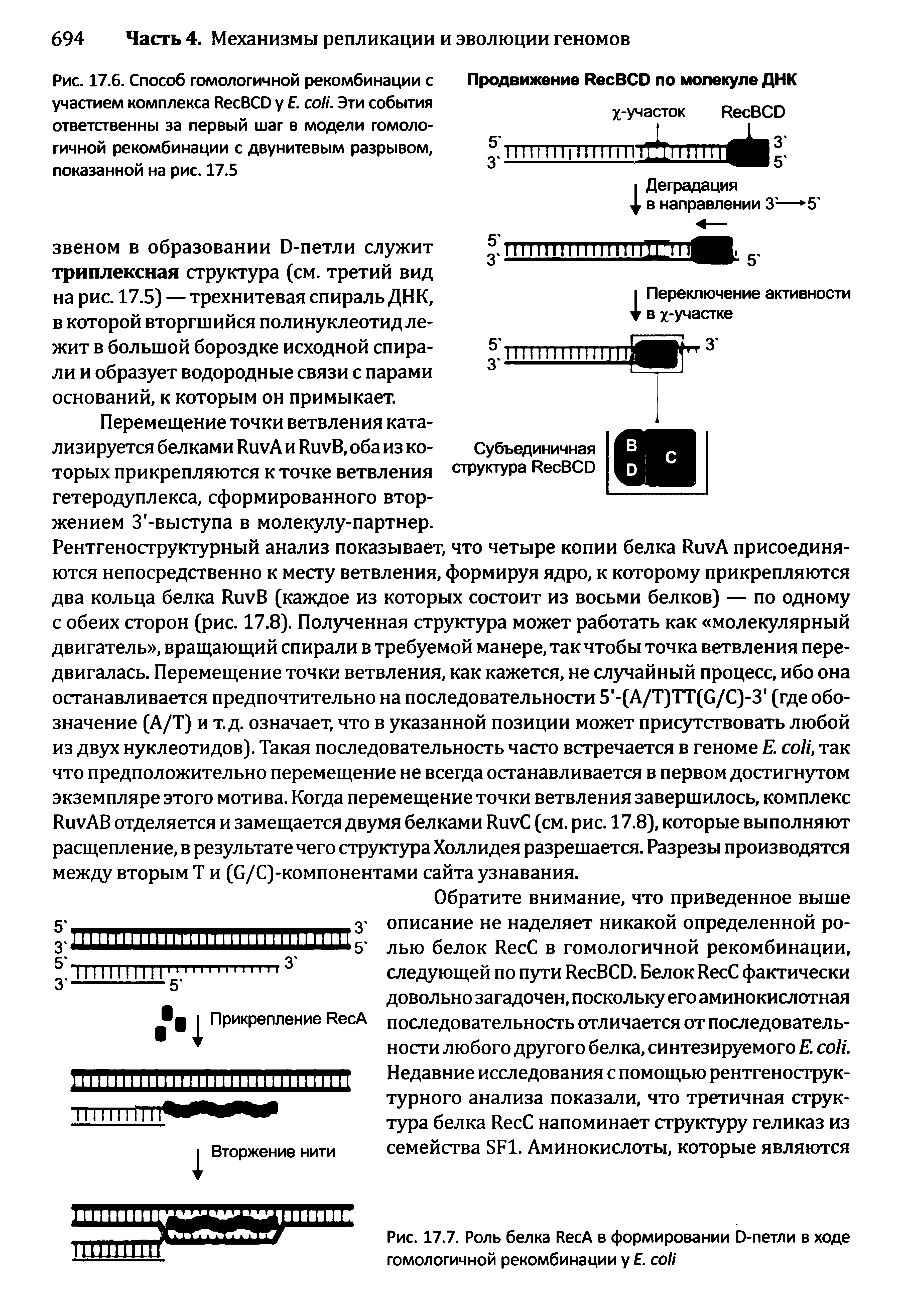 Рис. 17.6. Способ гомологичной рекомбинации с участием комплекса R BCD у Е. соН. Эти события ответственны за первый шаг в модели гомологичной рекомбинации с двунитевым разрывом, показанной на рис. 17.5...