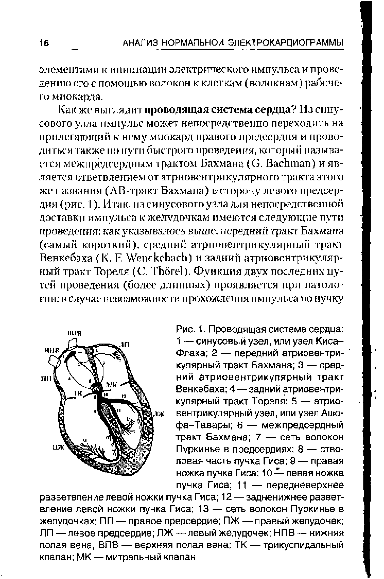 Рис. 1. Проводящая система сердца 1 — синусовый узел, или узел Киса-Флака 2 — передний атриовентрикулярный тракт Бахмана 3 — средний атриовентрикулярный тракт Венкебаха 4 — задний атриовентрикулярный тракт Тореля 5 — атриовентрикулярный узел, или узел Ашо-фа-Тавары 6 — межпредсердный тракт Бахмана 7 — сеть волокон Пуркинье в предсердиях 8 — стволовая часть лучка Гиса 9 — правая ножка пучка Гиса 10 —левая ножка пучка Гиса 11 — передневерхнее...