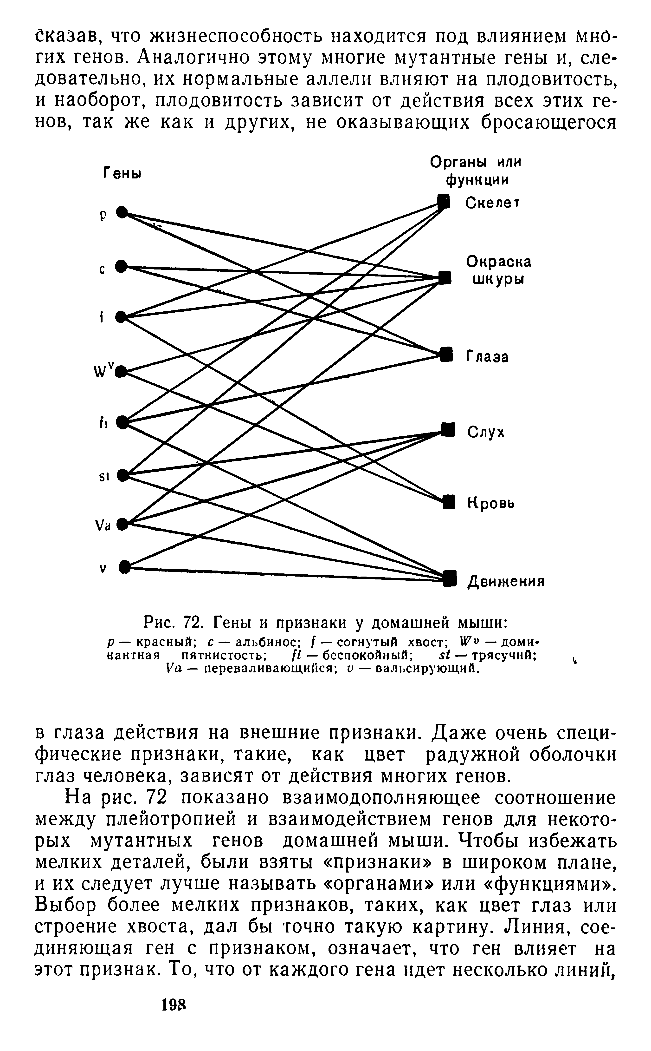 Рис. 72. Гены и признаки у домашней мыши р — красный с — альбинос / — согнутый хвост доми-...