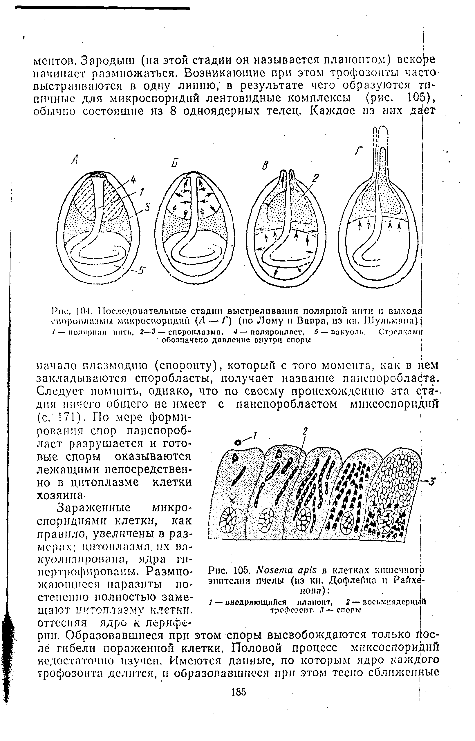 Рис. J04. Последовательные стадии выстреливания полярной нити и выход сиоринлазмы микроспоридий (Л — Г) (по Лому и Вавра, из кн. Шульмана) J — пилярпая пить, 2—3 — спороплазма, 4 — поляропласт, 5 — вакуоль. Стрелкам ...