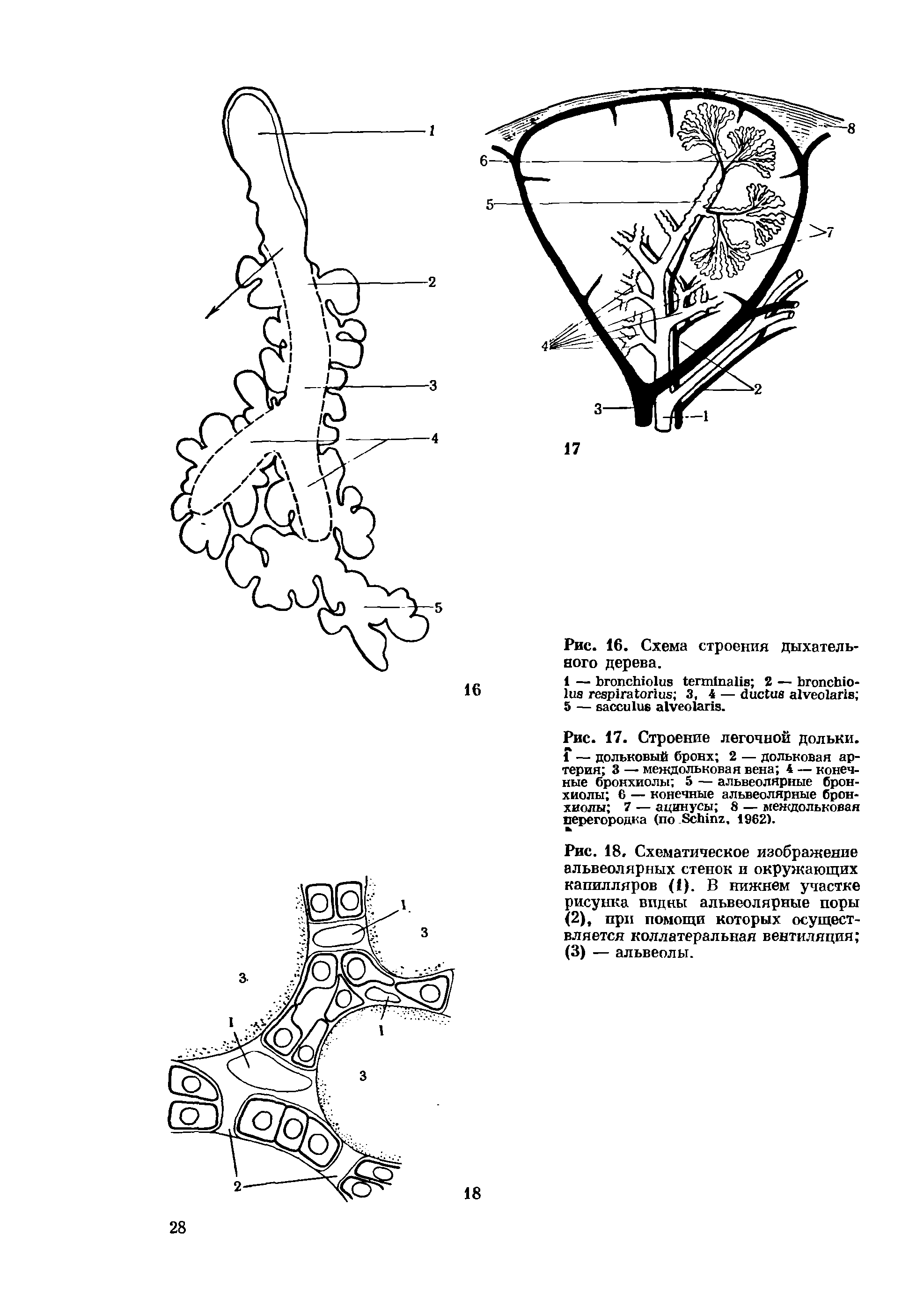 Рис. 17. Строение легочной дольки. 1 — дольковый бронх 2 — дольковая артерия 3 — междольковая вена 4 — конечные бронхиолы 5 — альвеолярные бронхиолы 6 — конечные альвеолярные бронхиолы 7 — ацинусы 8 — междольковая перегородка (по ЯсЬтг, 1962).