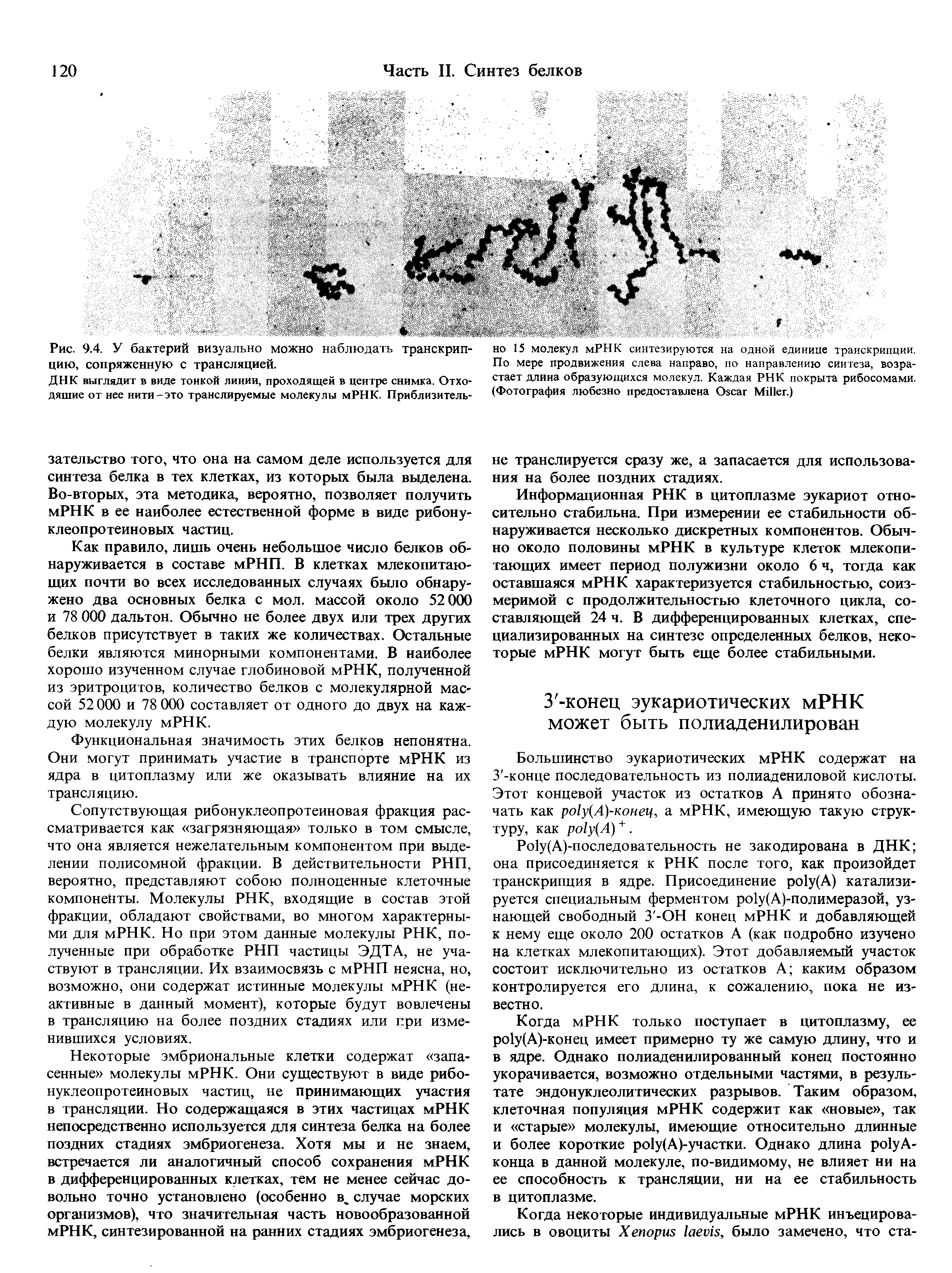 Рис. 9.4. У бактерий визуально можно наблюдать транскрипцию, сопряженную с трансляцией.