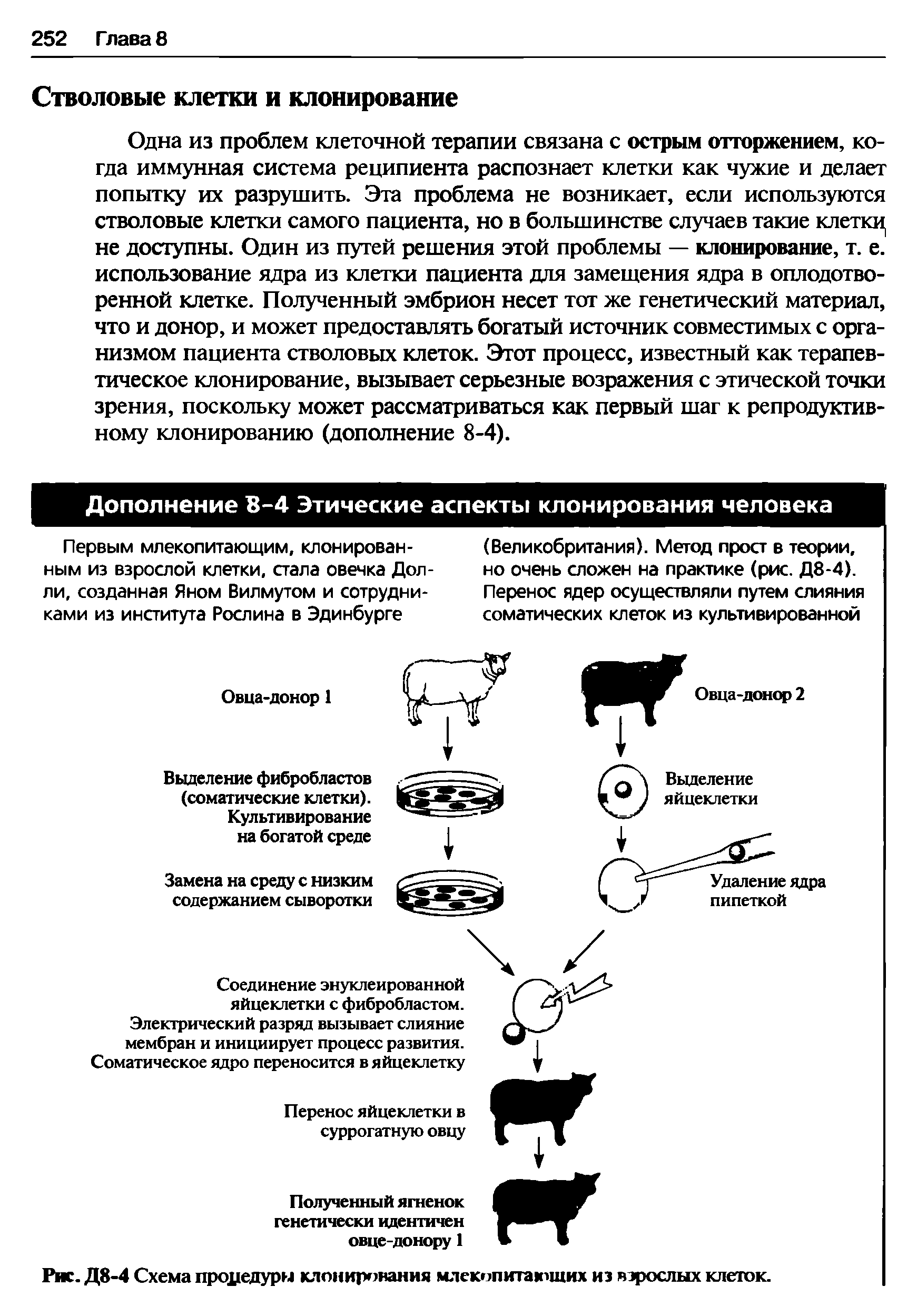 Рис. Д8-4 Схема процедуры клонирования млекопитающих из взрослых клеток.