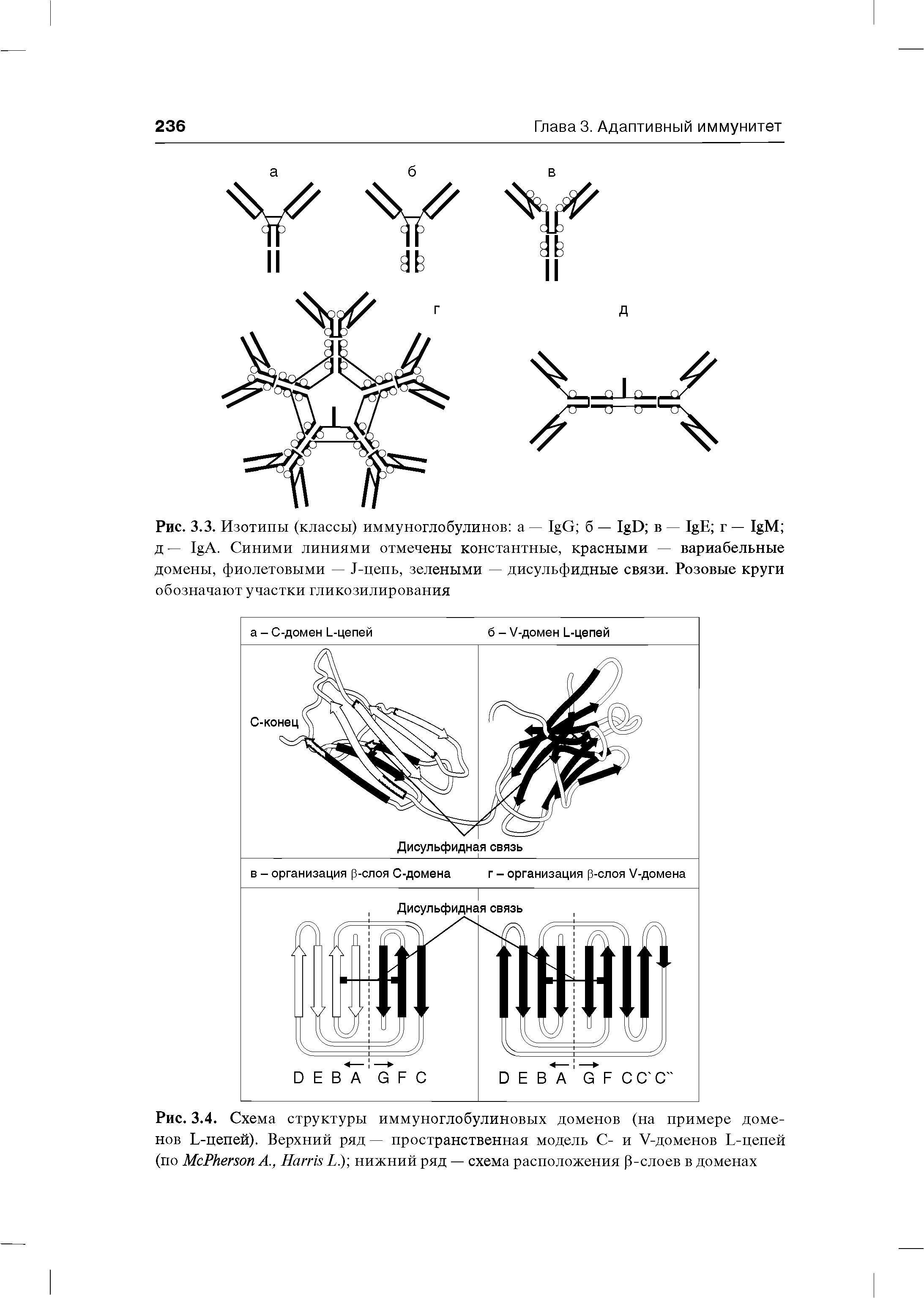Рис. 3.4. Схема структуры иммуноглобулиновых доменов (на примере доменов L-цепей). Верхний ряд — пространственная модель С- и V-доменов L-цепей (по M P A., H L. ) нижний ряд — схема расположения р-слоев в доменах...