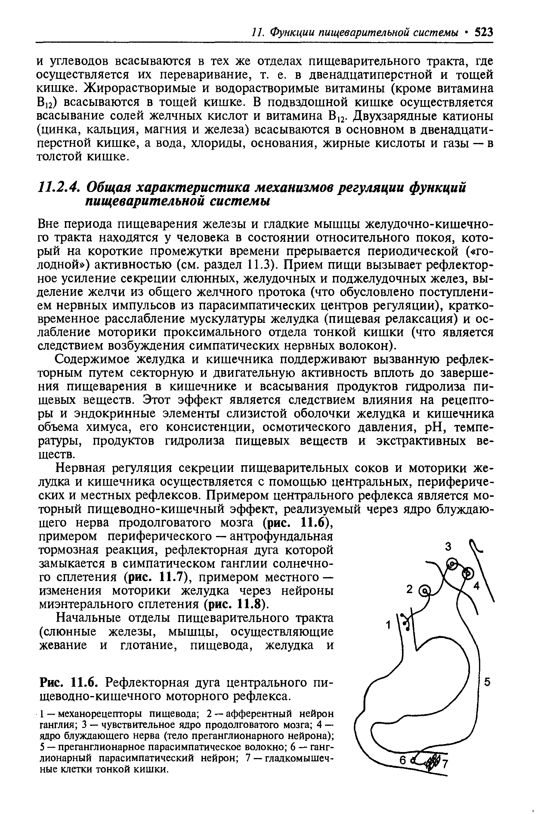 Рис. 11.6. Рефлекторная дуга центрального пищеводно-кишечного моторного рефлекса.