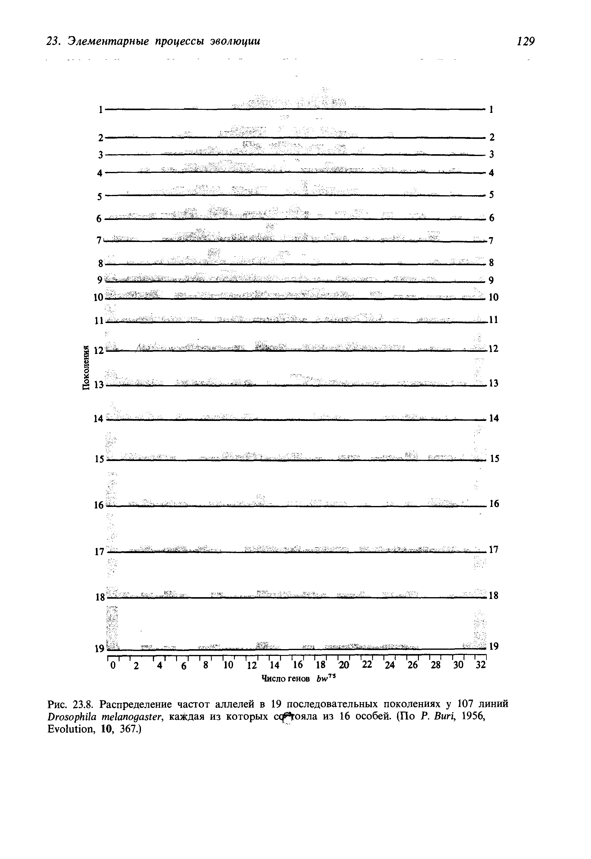 Рис. 23.8. Распределение частот аллелей в 19 последовательных поколениях у 107 линий D , каждая из которых сс гояла из 16 особей. (По Р. B , 1956, E , 10, 367.)...