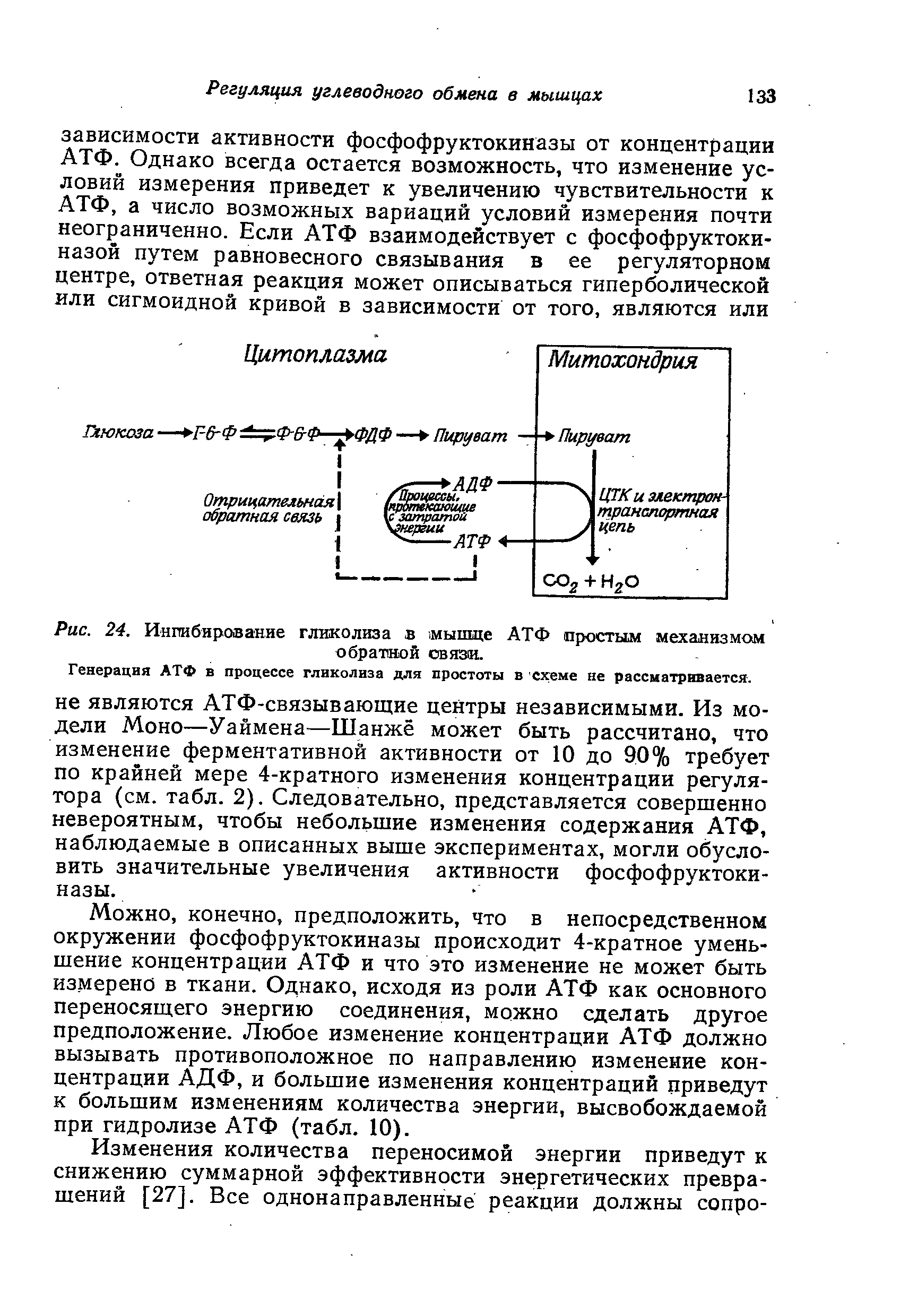 Рис. 24. Ингибирование гликолиза в мышце АТФ простым механизмом обратной связи.