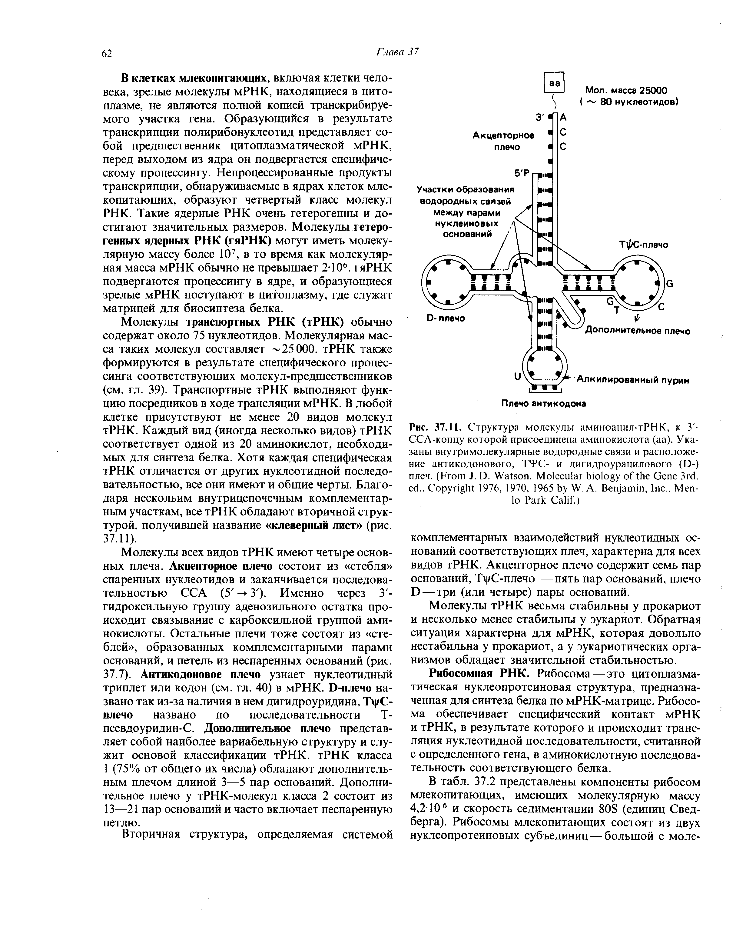 Рис. 37.11. Структура молекулы аминоацил-тРНК, к 3 -ССА-концу которой присоединена аминокислота (аа). Указаны внутримолекулярные водородные связи и расположение антикодонового, ТТС- и дигидроурацилового (D-) плеч. (F J. D. W . M G 3 , .. C 1976, 1970, 1965 W. A. B , I ., M P C .)...