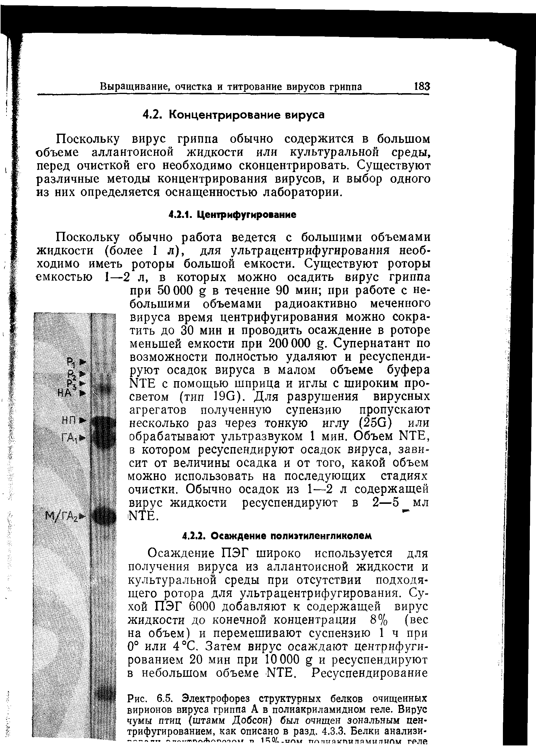 Рис. 6.5. Электрофорез структурных белков очищенных вирионов вируса гриппа А в полиакриламидном геле. Вирус чумы птиц (штамм Добсон) был очищен зональным цен-ЖрЙ трифугированием, как описано в разд. 4.3.3. Белки анализи-...