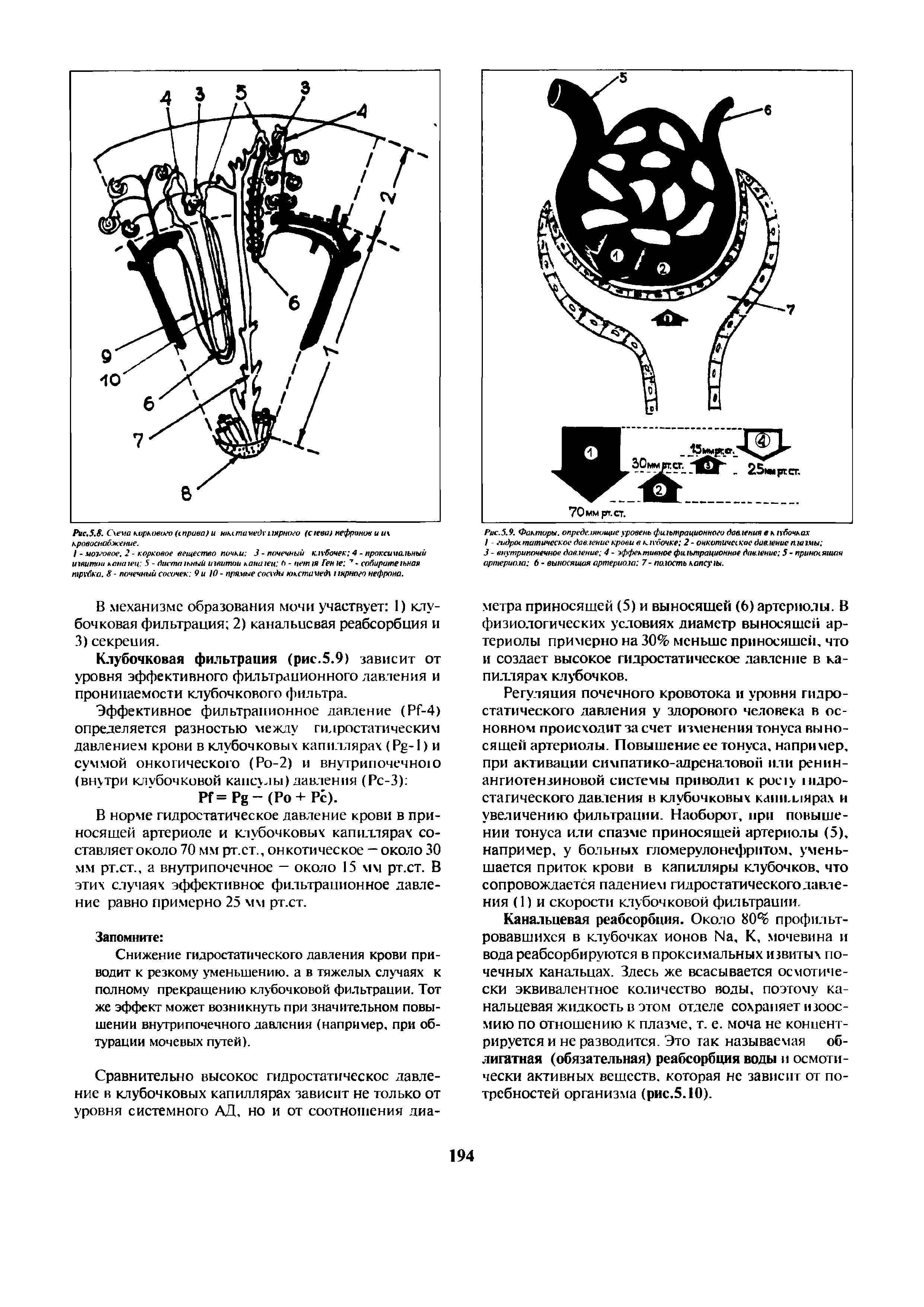 Рис.5.9. Факторы, определяющие уровень фильтрационного давления в к зубочках...