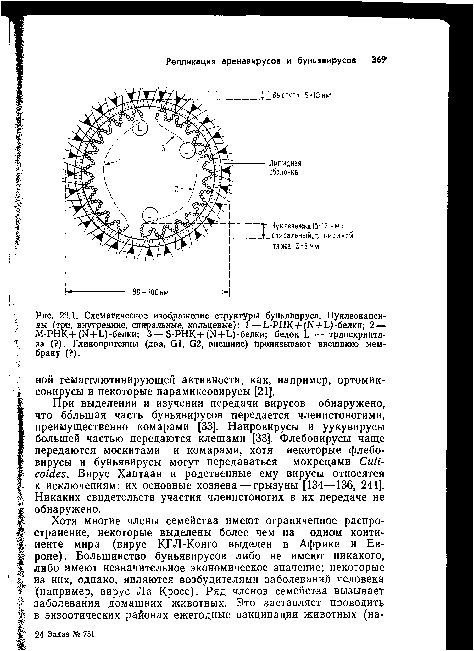 Рис. 22.1. Схематическое изображение структуры буньявируса. Нуклеокапси-ды (три, внутренние, спиральные, кольцевые) 1—Ь-РНК+( + Ь)-белки 2 — М-РНК+ (Ы+Ц-белки 3 — Э-РНКН-(ЬЦ-Ь)-белки белок Ь — транскриптаза ( ). Гликопротеины (два, й1, й2, внешние) пронизывают внешнюю мембрану ( ).