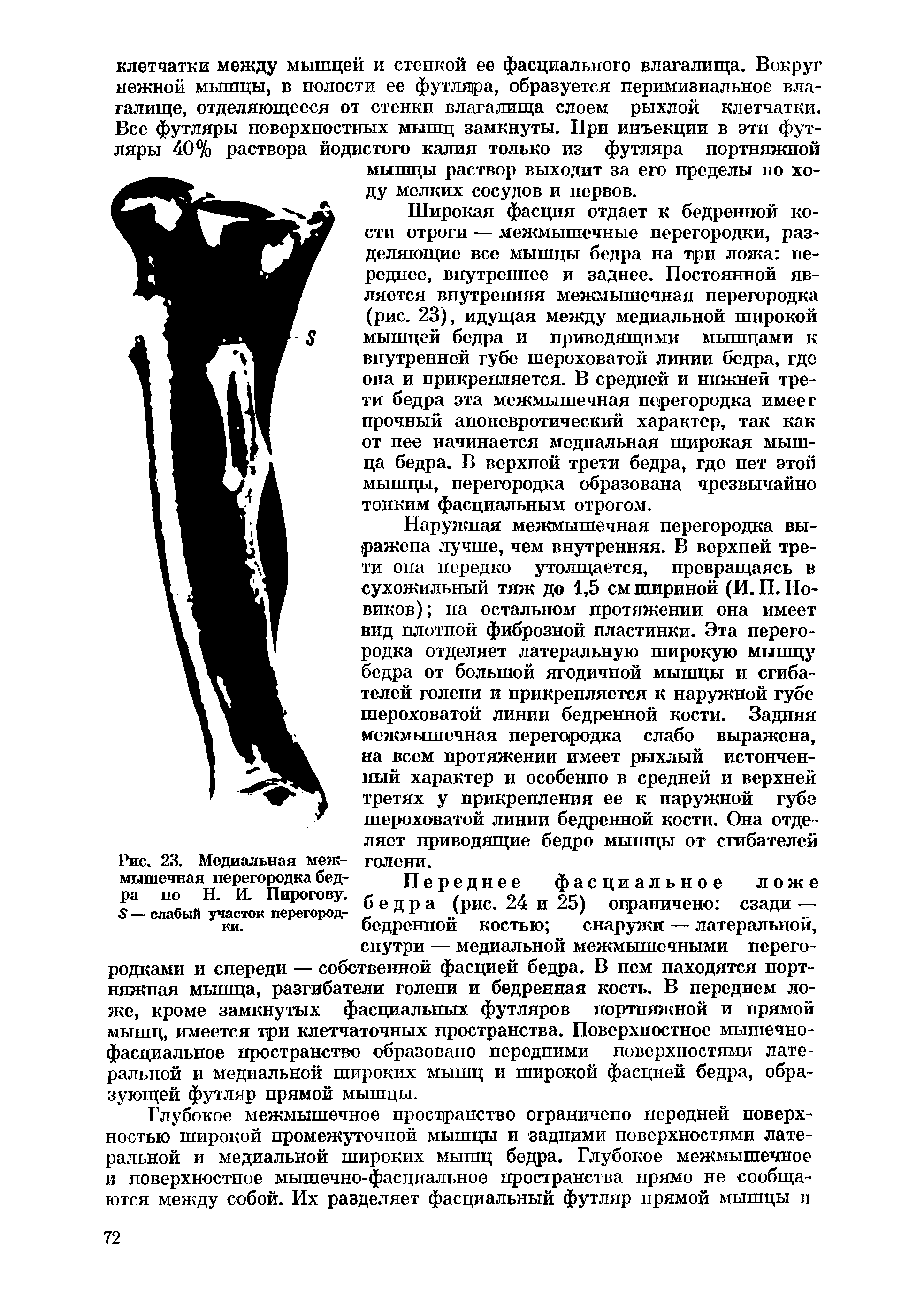 Рис. 23. Медиальная межмышечная перегородка бедра по Н. И. Пирогову. X — слабый участок перегородки.