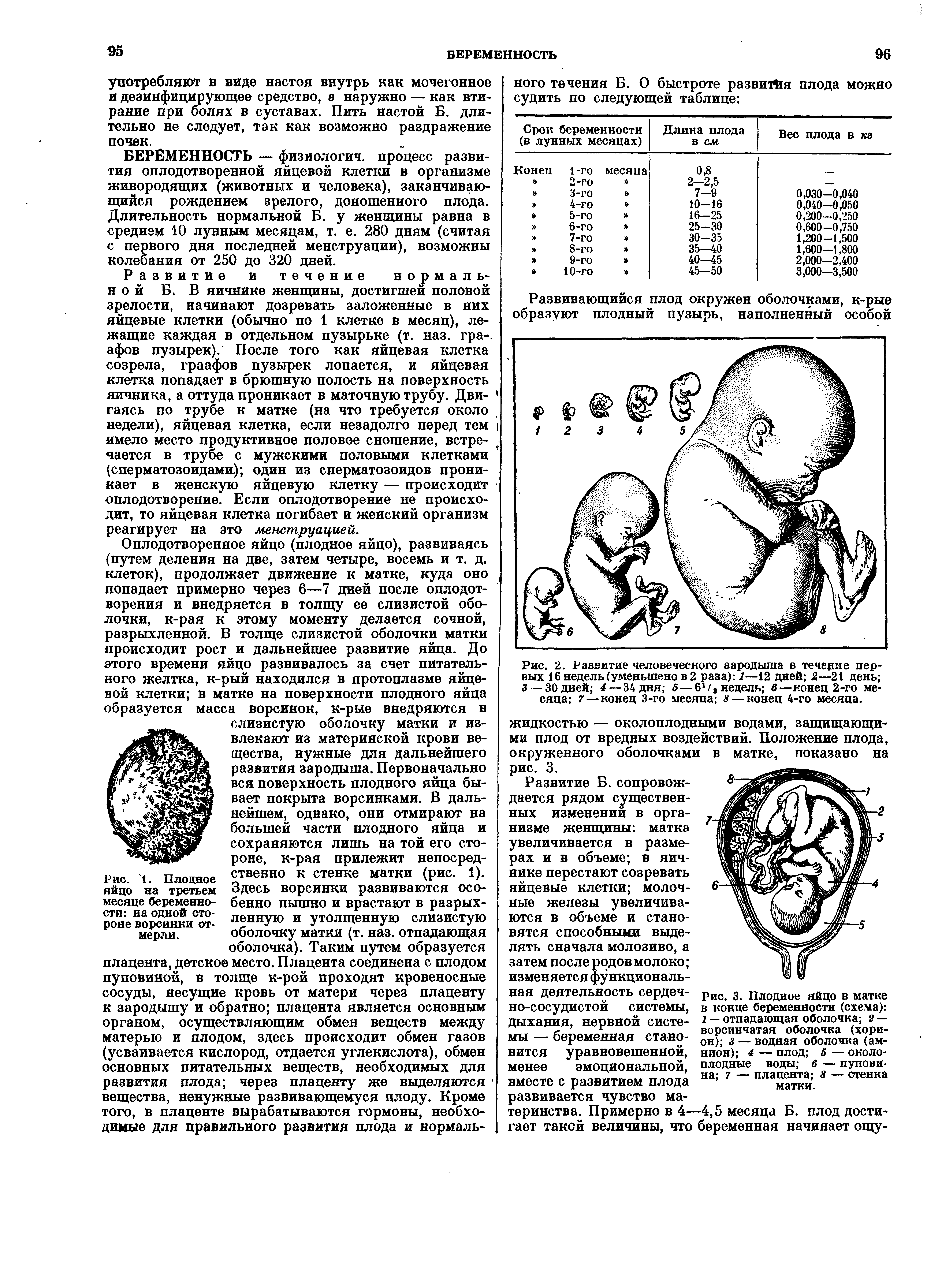 Рис. 3. Плодное яйцо в матке в конце беременности (схема) 1 — отпадающая оболочка 2 — ворсинчатая оболочка (хорион) 3 — водная оболочка (амнион) 4 — плод 5 — околоплодные воды 6 — пуповина 7 — плацента 8 — стенка матки.