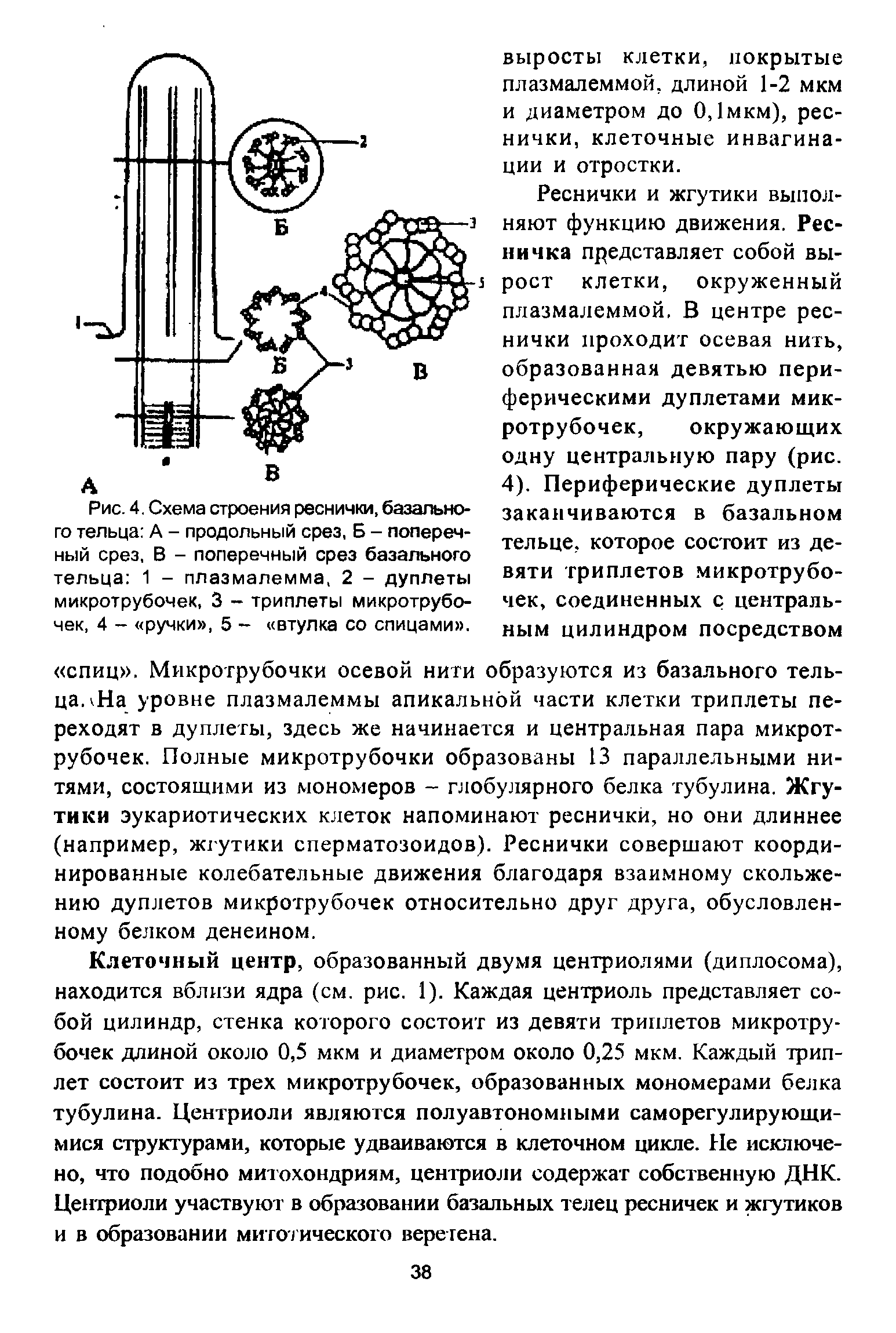 Рис. 4. Схема строения реснички, базального тельца А - продольный срез, Б - поперечный срез, В - поперечный срез базального тельца 1 - плазмалемма, 2 - дуплеты микротрубочек, 3 - триплеты микротрубочек, 4 - ручки , 5 - втулка со спицами .