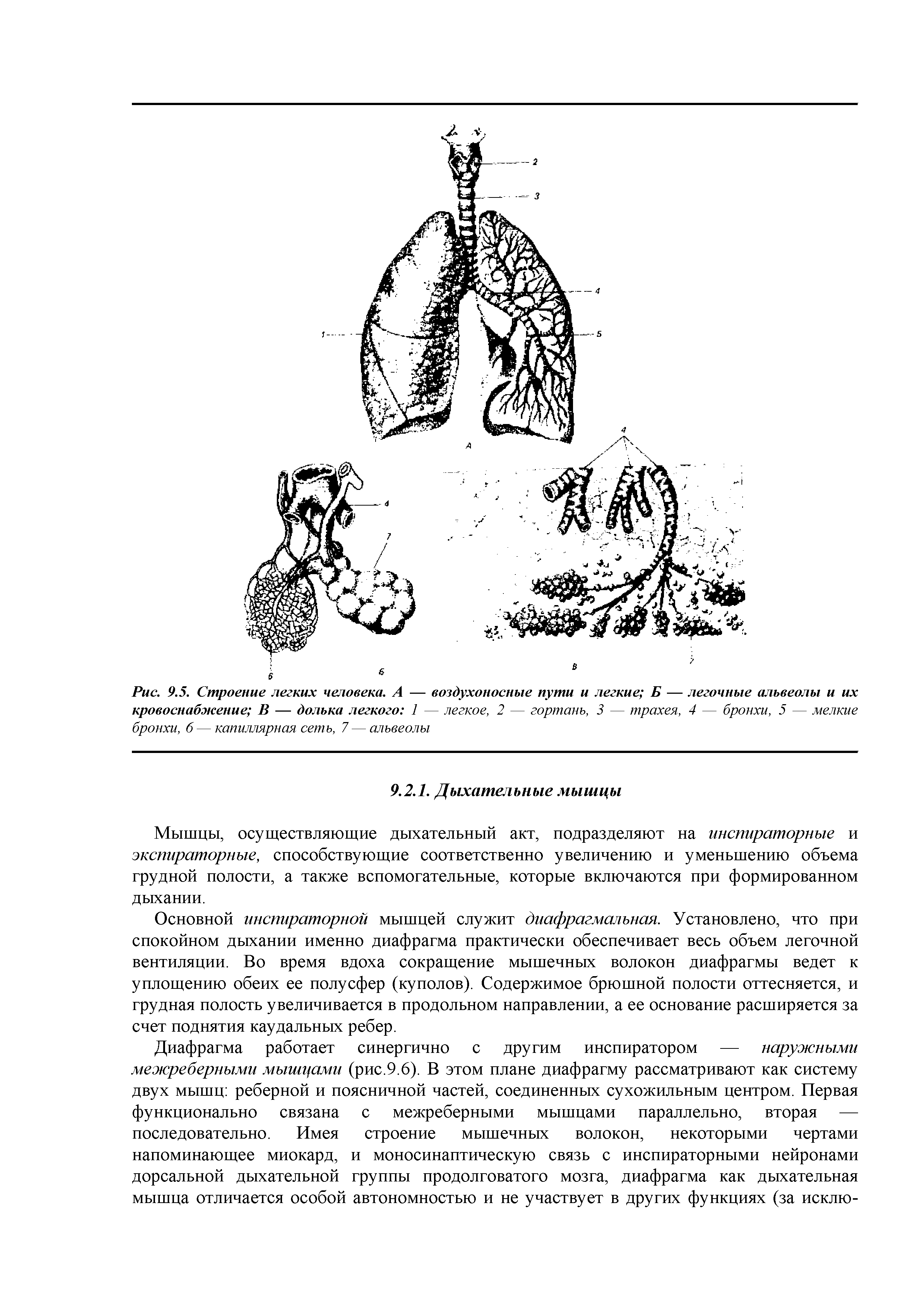 Рис. 9.5. Строение легких человека. А — воздухоносные пути и легкие Б — легочные альвеолы и их кровоснабжение В — долька легкого 1 — легкое, 2 — гортань, 3 — трахея, 4 — бронхи, 5 — мелкие бронхи, б—капиллярная сеть, 7—альвеолы...