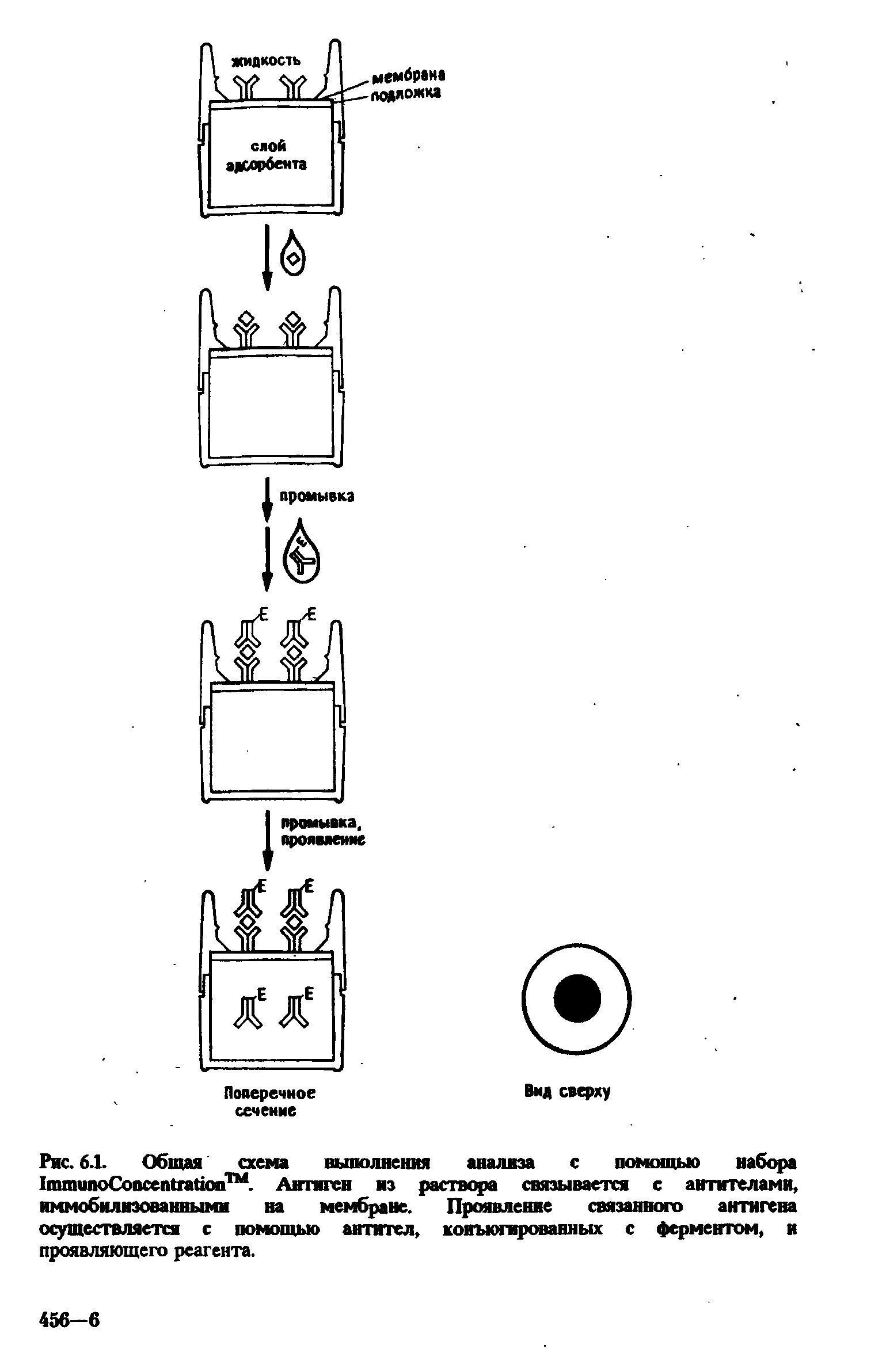 Рис. 6.1. Общая схема выполнения анализа с помощью набора 1ттипоСопсеп1габм1 . Антиген из раствора связывается с антителами, иммобилизованными на мембране. Проявление связанного антигена осуществляется с помощью антител, конъюгированных с ферментом, и проявляющего реагента.