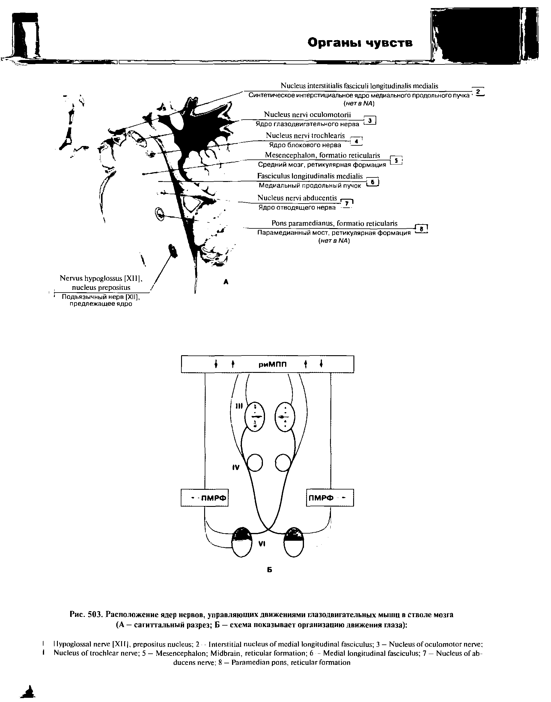 Рис. 503. Расположение ядер нервов, управляющих движениями глазодвигательных мышц в стволе мозга (А — сагиттальный разрез Б — схема показывает организацию движения глаза) ...