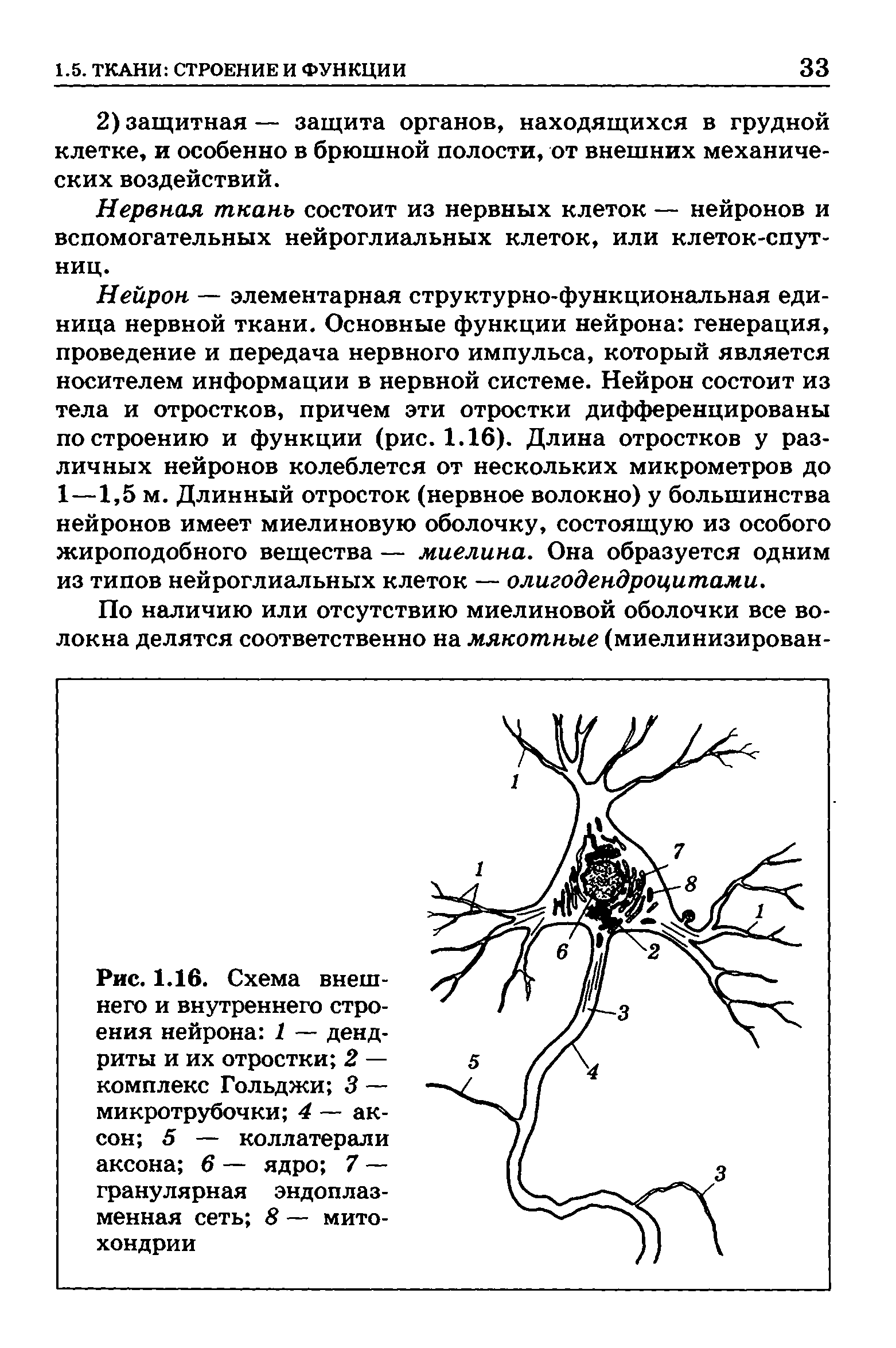 Рис. 1.16. Схема внешнего и внутреннего строения нейрона 1 — дендриты и их отростки 2 — комплекс Гольджи 3 — микротрубочки 4 — аксон 5 — коллатерали аксона 6 — ядро 7 — гранулярная эндоплаз-менная сеть 8 — митохондрии...