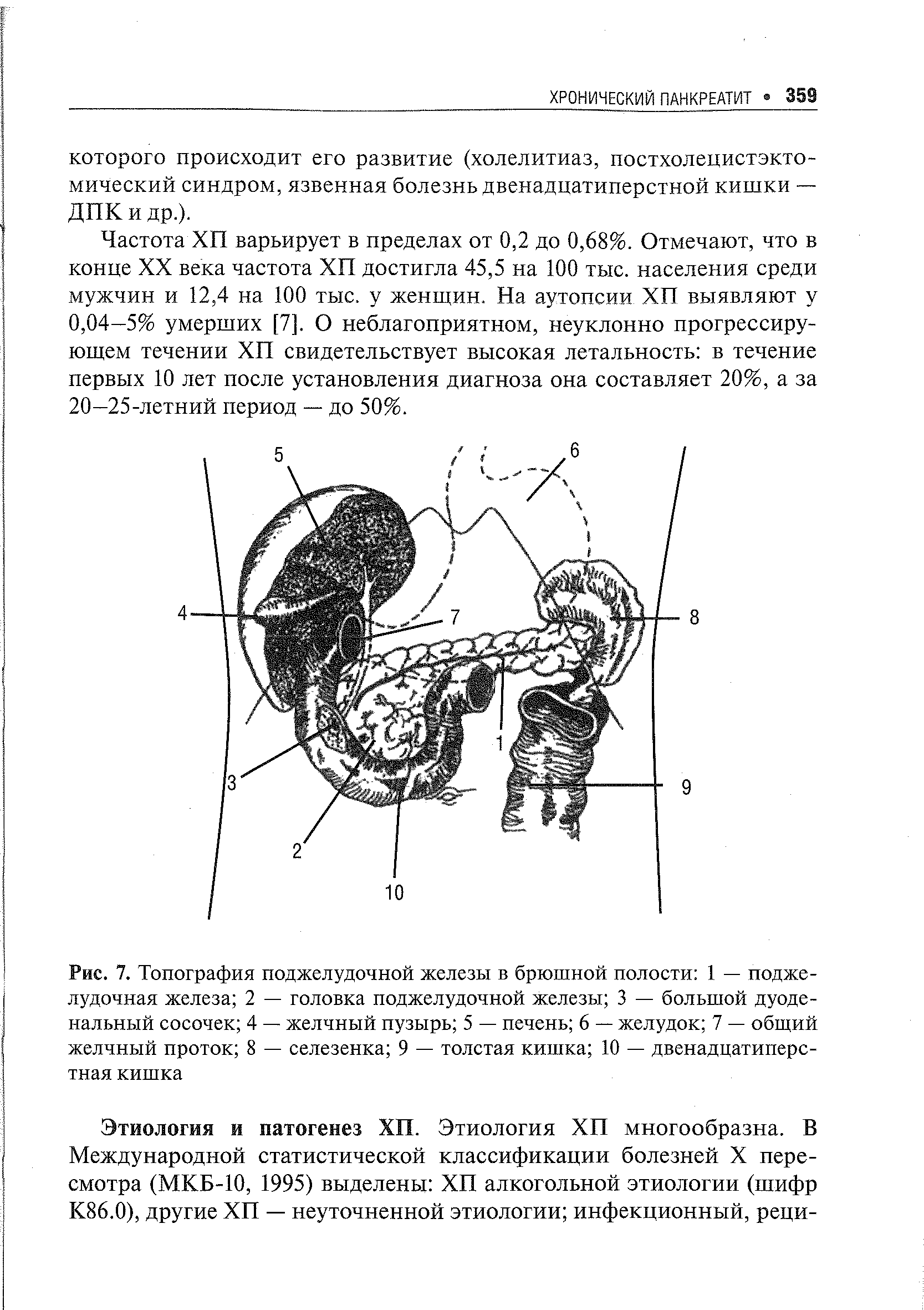 Рис. 7. Топография поджелудочной железы в брюшной полости 1 — поджелудочная железа 2 — головка поджелудочной железы 3 — большой дуоденальный сосочек 4 — желчный пузырь 5 — печень 6 — желудок 7 — общий желчный проток 8 — селезенка 9 — толстая кишка 10 — двенадцатиперстная кишка...