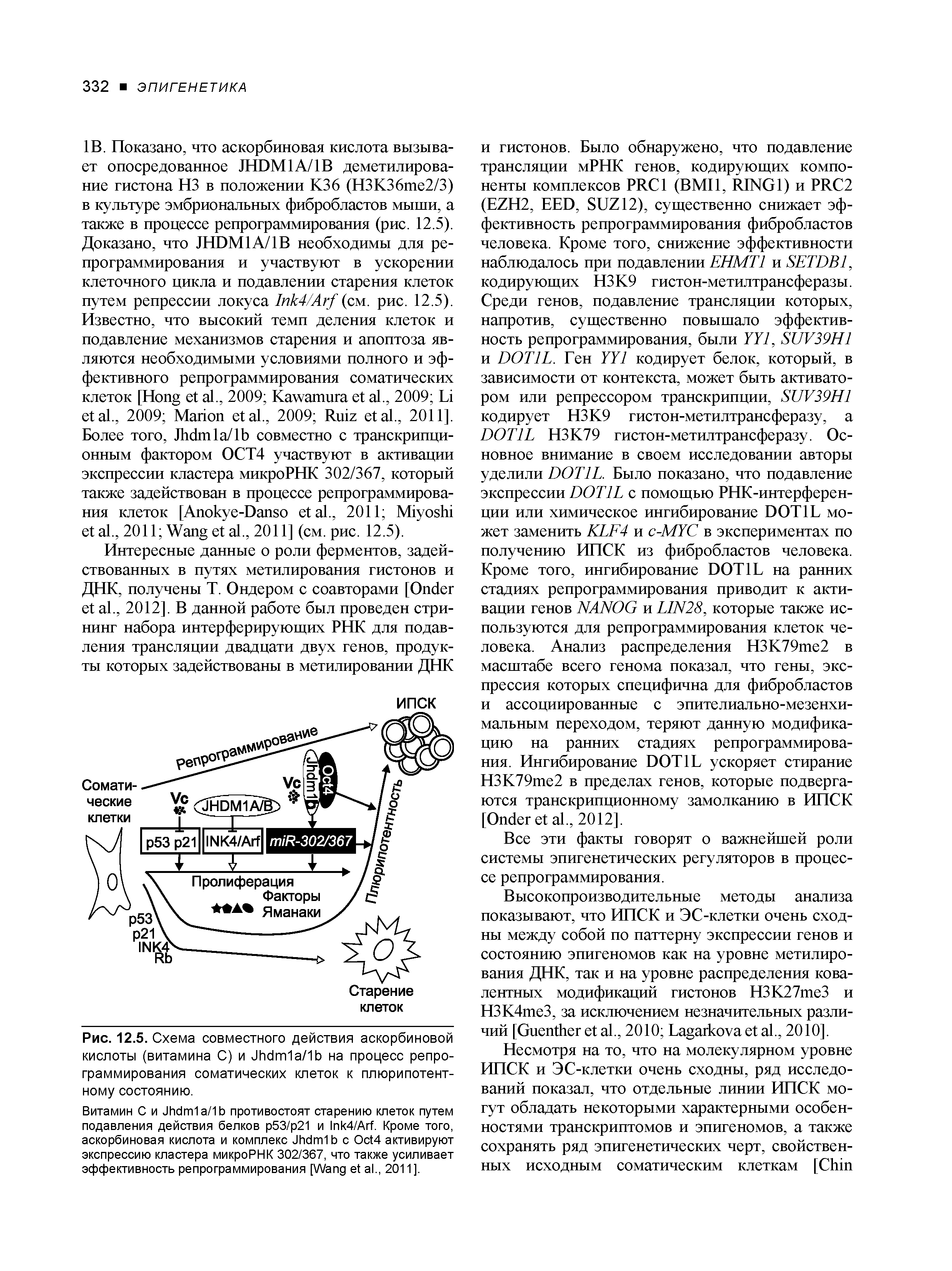 Рис. 12.5. Схема совместного действия аскорбиновой кислоты (витамина С) и J 1 /1 на процесс репрограммирования соматических клеток к плюрипотентному состоянию.