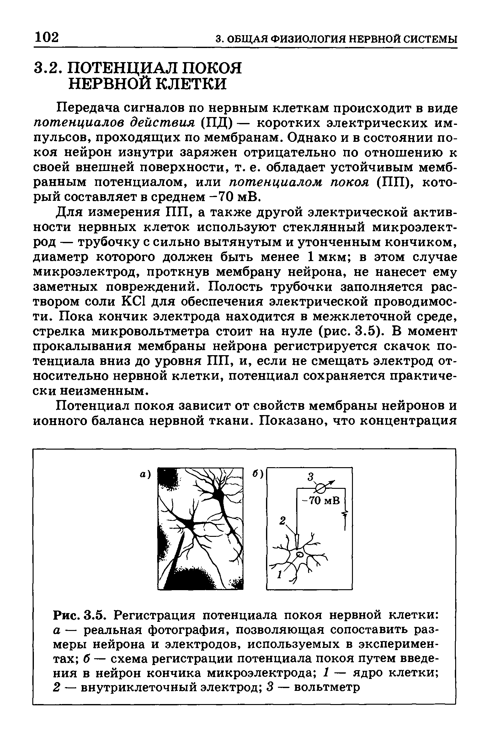 Рис. 3.5. Регистрация потенциала покоя нервной клетки а — реальная фотография, позволяющая сопоставить размеры нейрона и электродов, используемых в экспериментах б — схема регистрации потенциала покоя путем введения в нейрон кончика микроэлектрода 1 — ядро клетки 2 — внутриклеточный электрод 3 — вольтметр...