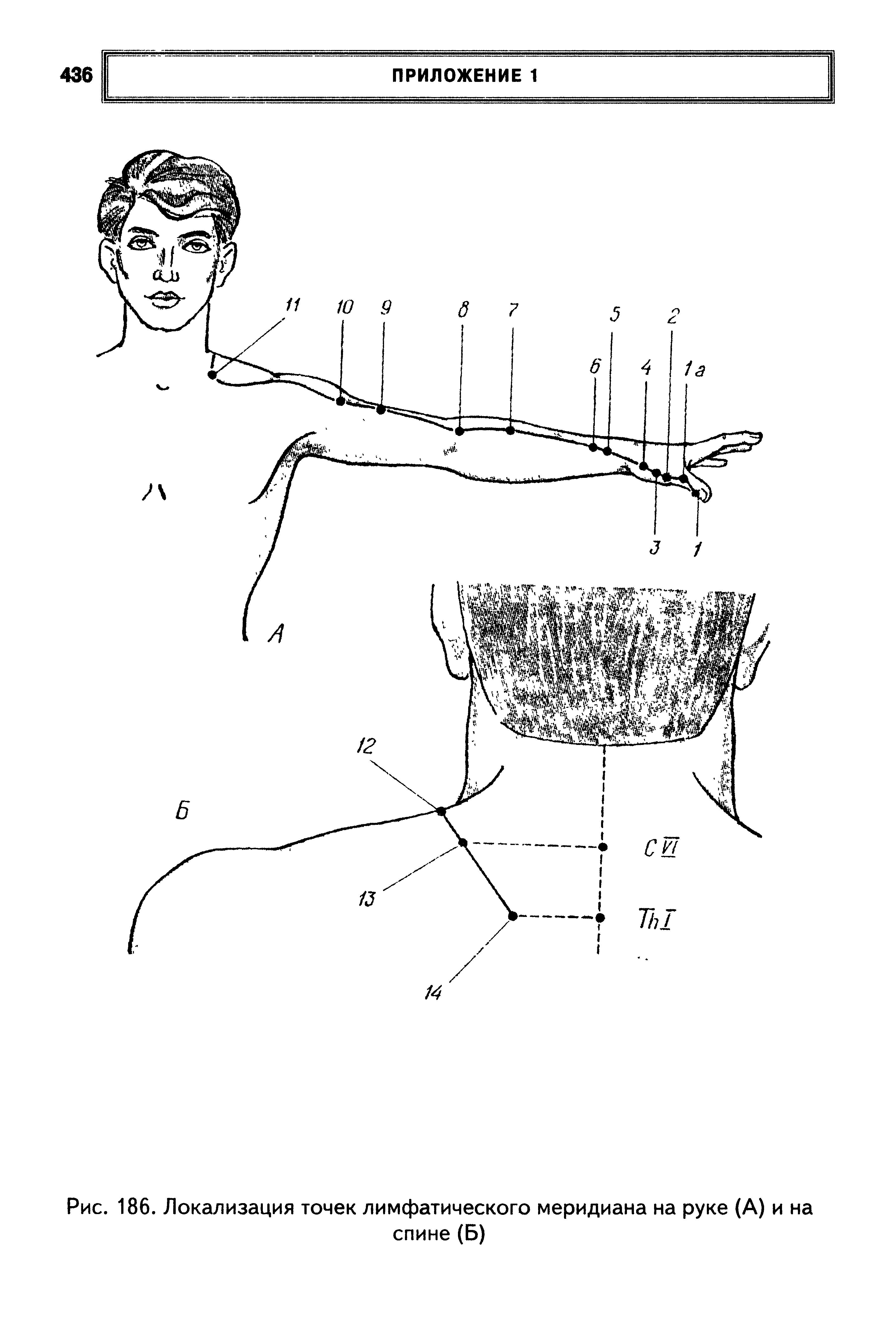 Рис. 186. Локализация точек лимфатического меридиана на руке (А) и на спине (Б)...