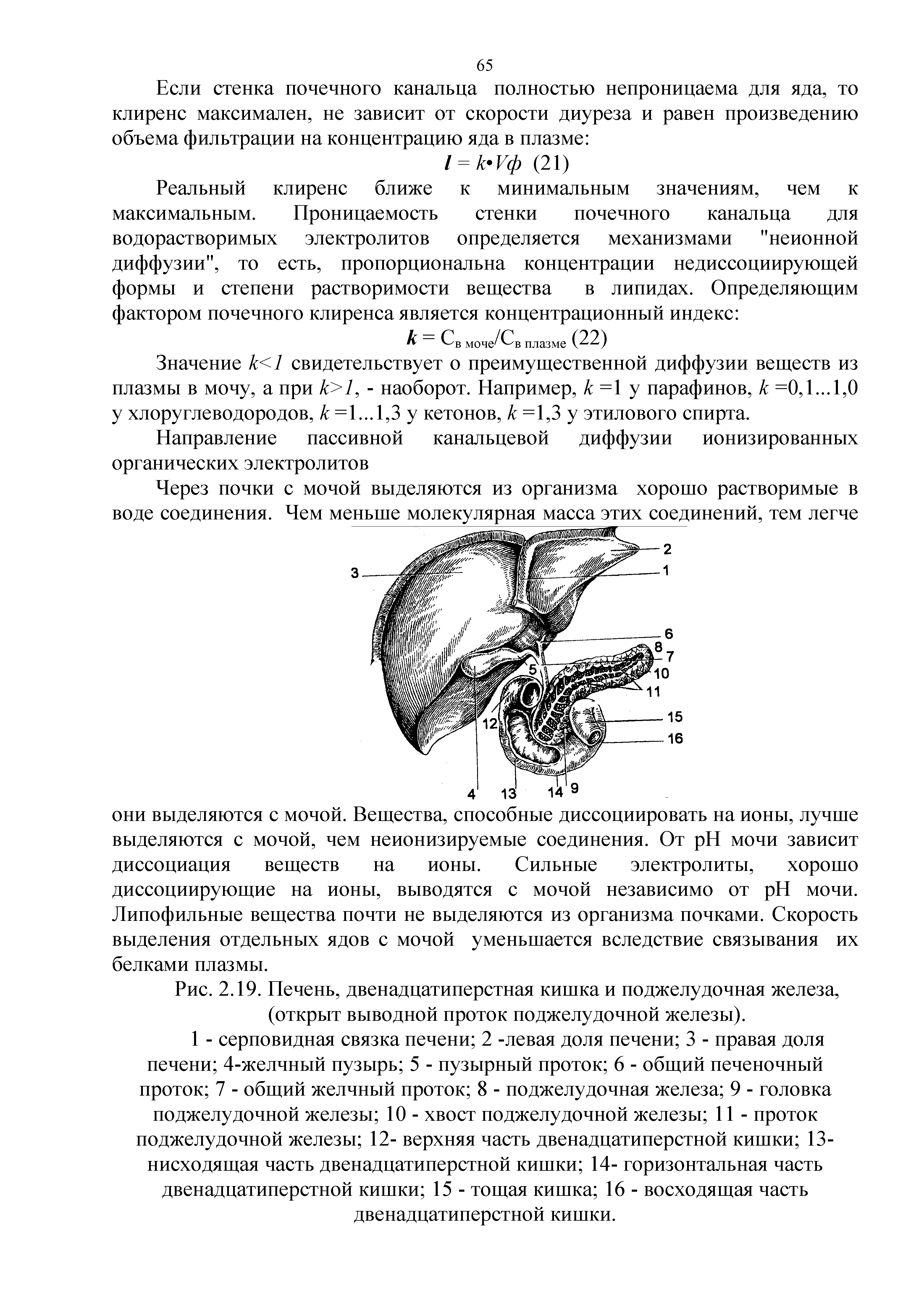 Рис. 2.19. Печень, двенадцатиперстная кишка и поджелудочная железа, (открыт выводной проток поджелудочной железы).